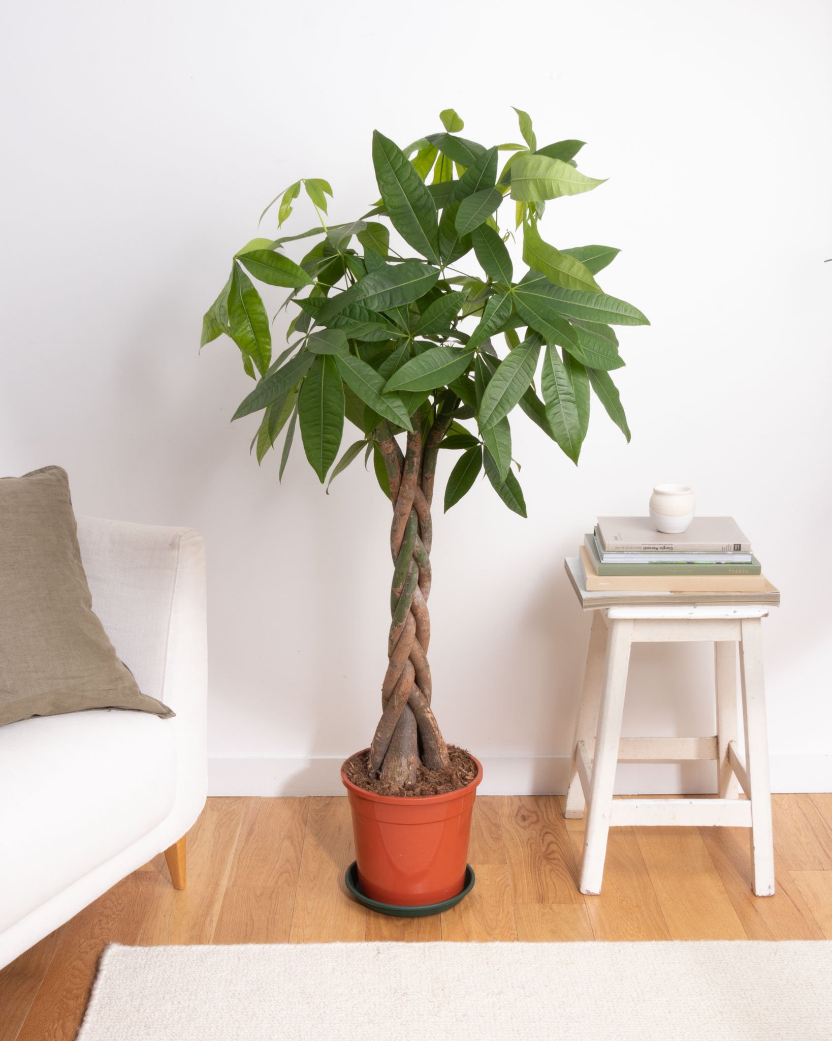 Andrea et sa soucoupe - Pachira aquatica