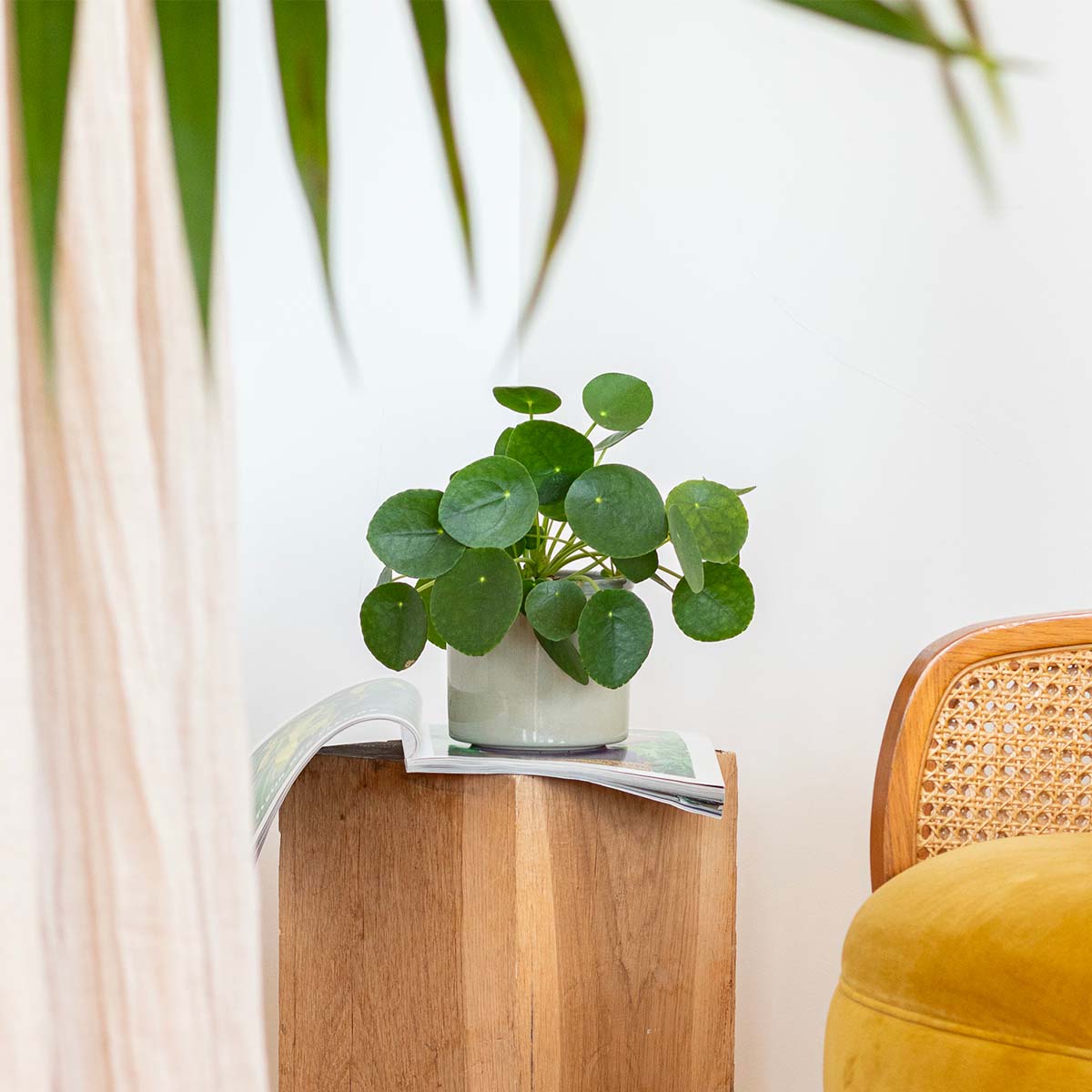 Pilea peperomioides