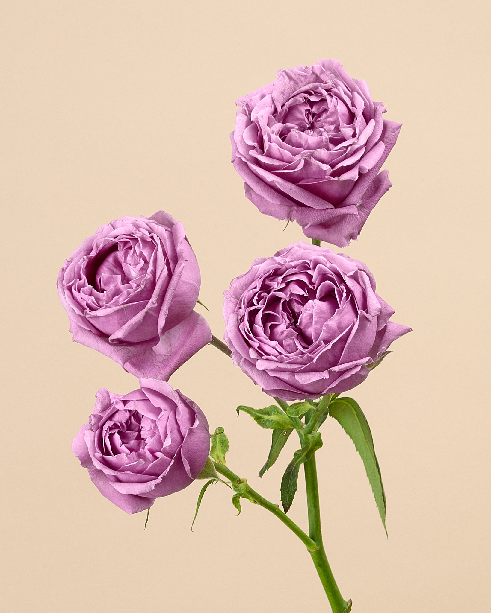 Rose branchue
