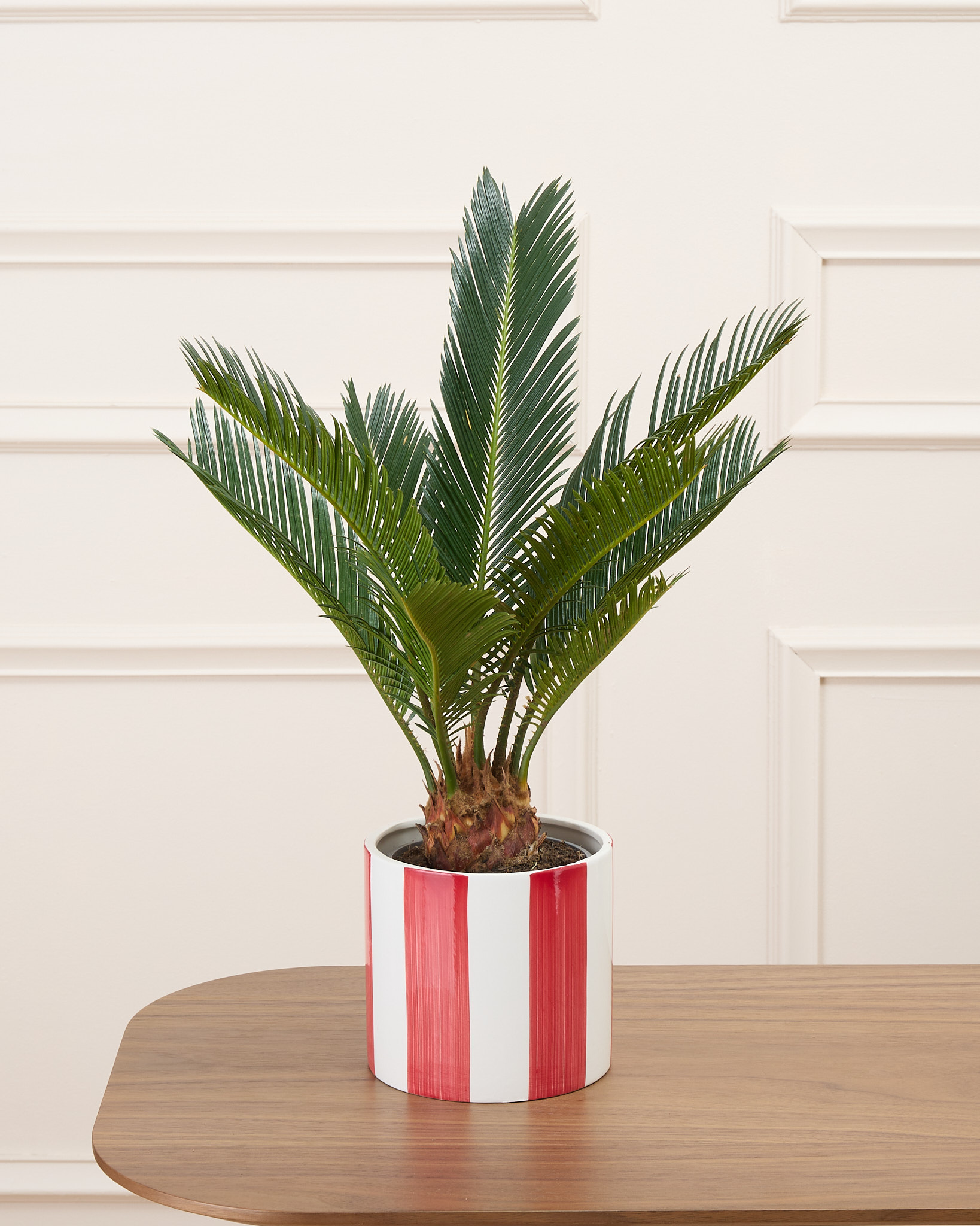 Rita et son cache-pot rayé rouge - Cycas