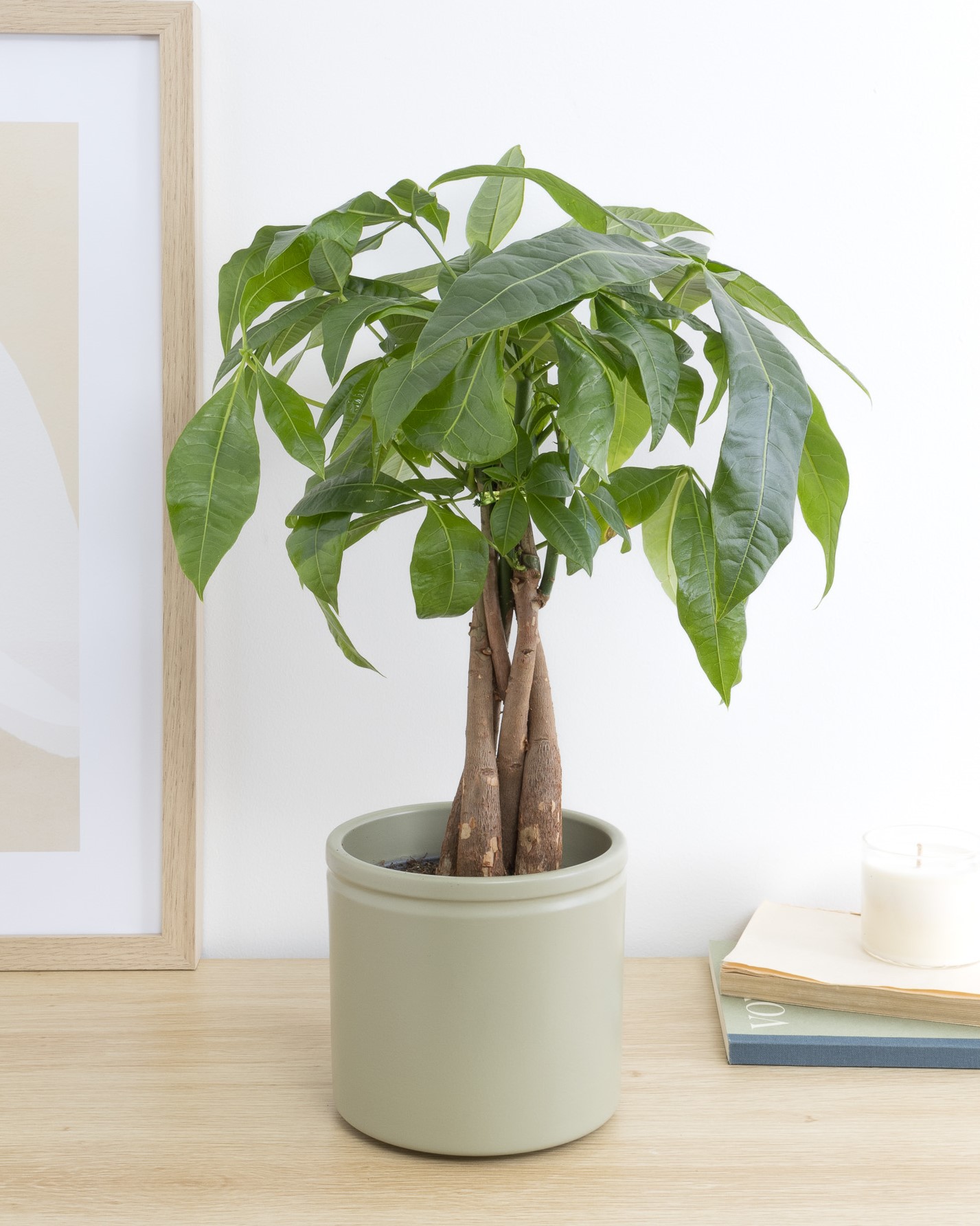 James et son cache-pot vert - Pachira