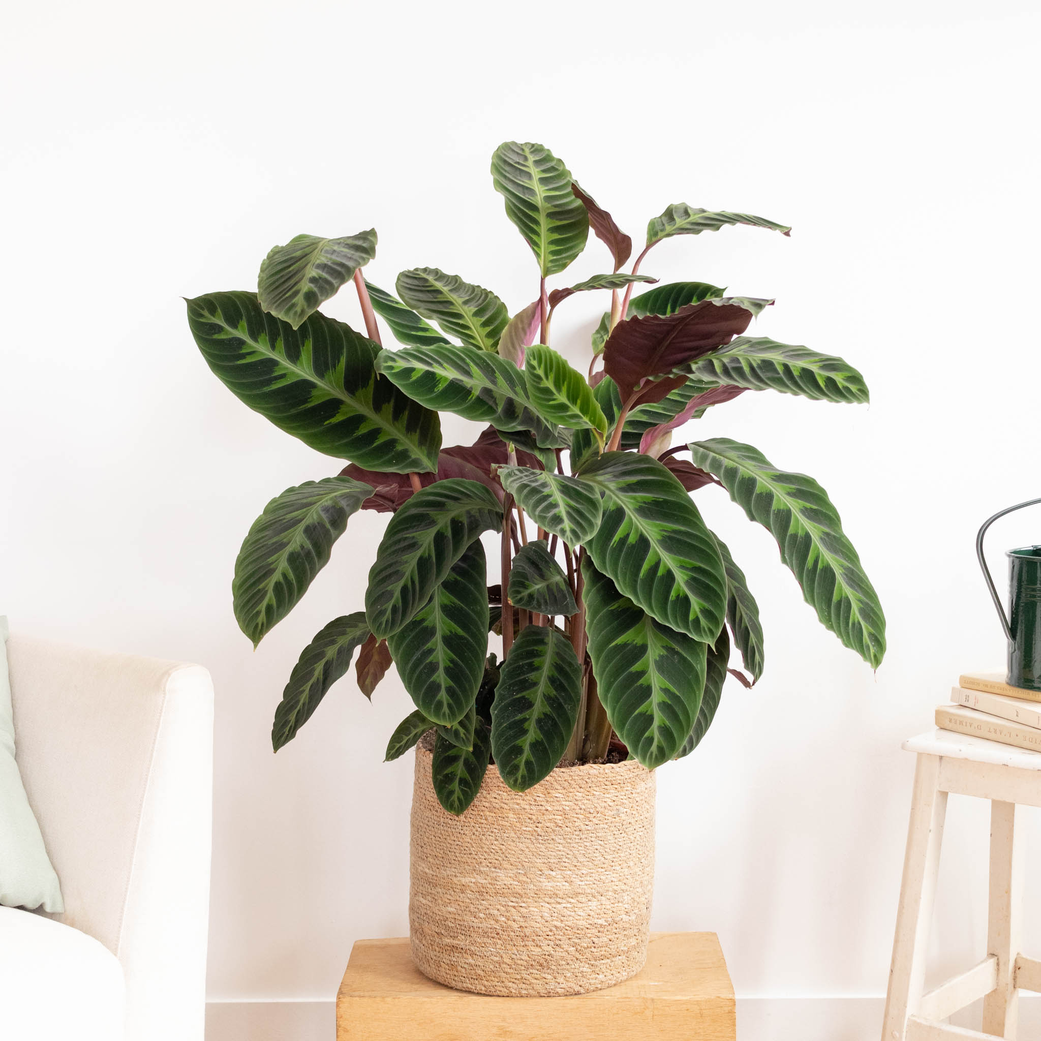  12 variétés de Calathéa à avoir dans son salon