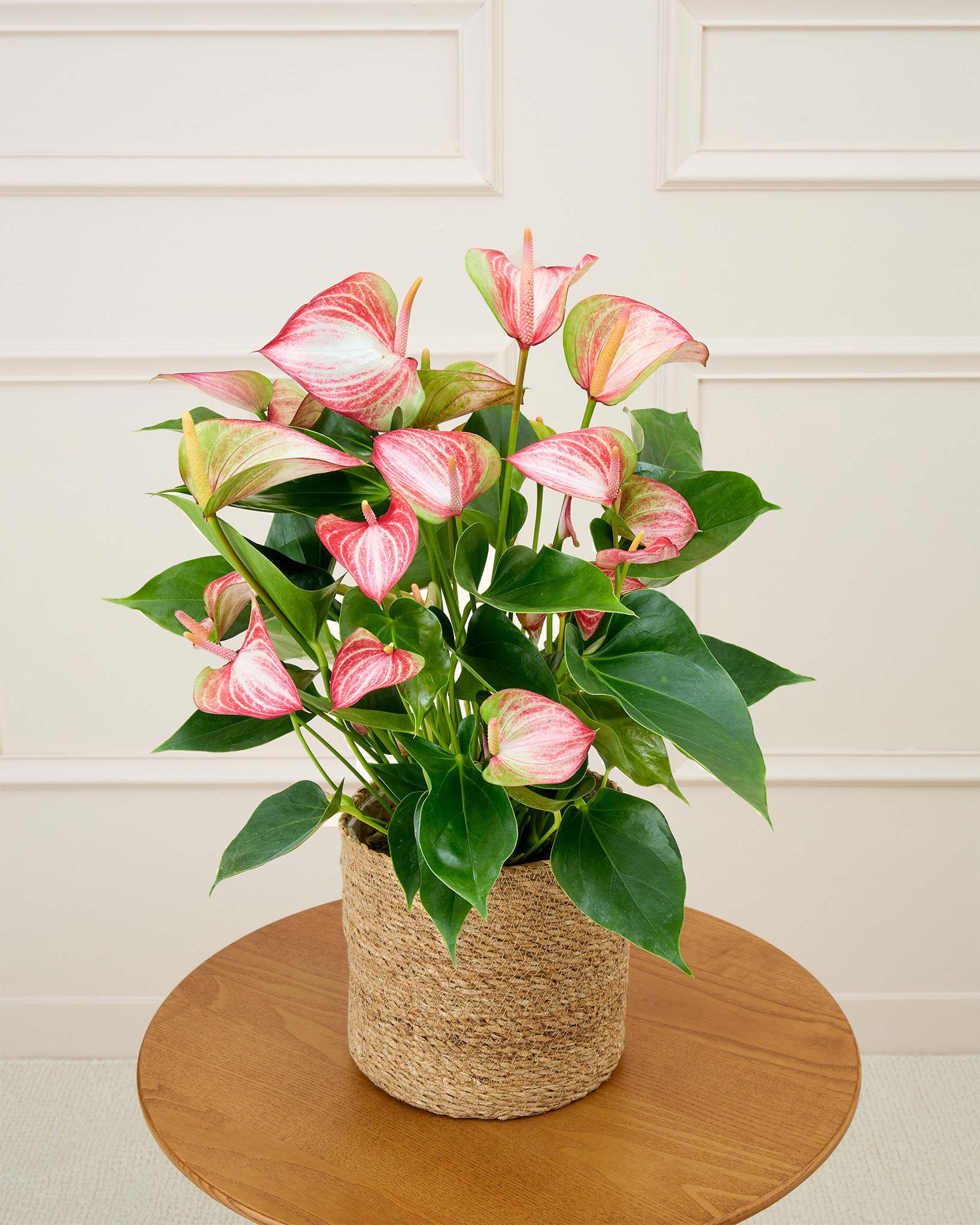 Nathanaël et son cache-pot naturel - Anthurium