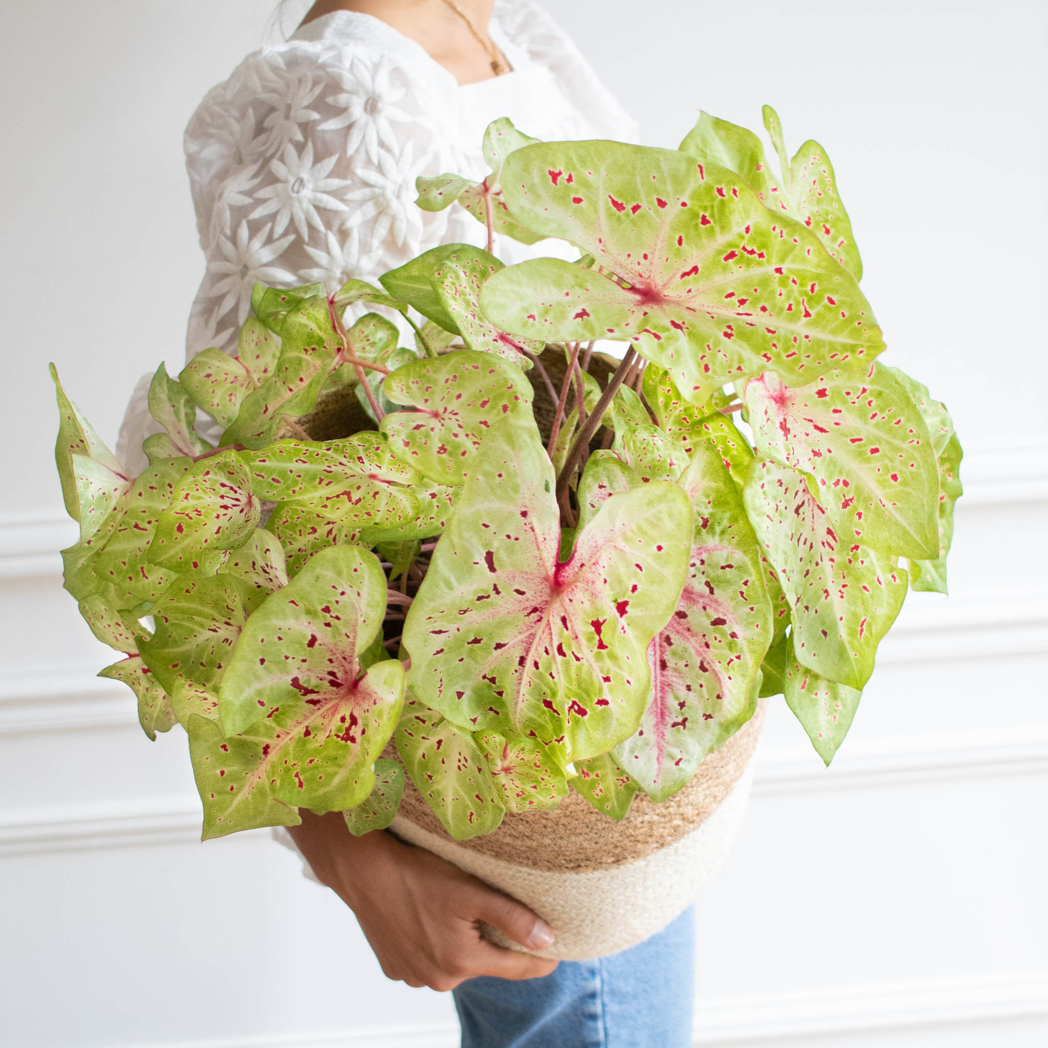 varietes-caladium