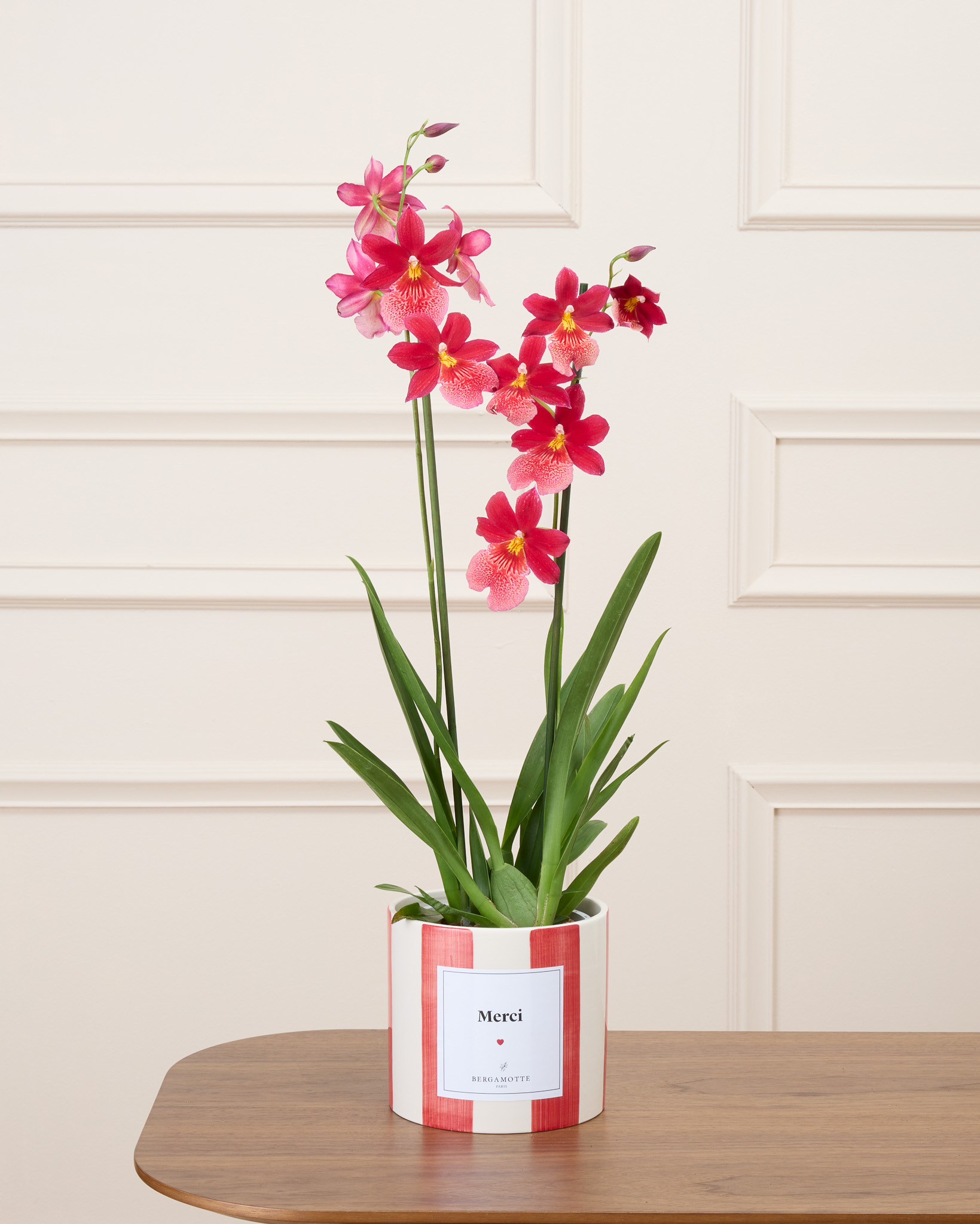 Aude et son cache-pot rayé rouge personnalisé - Orchidée 