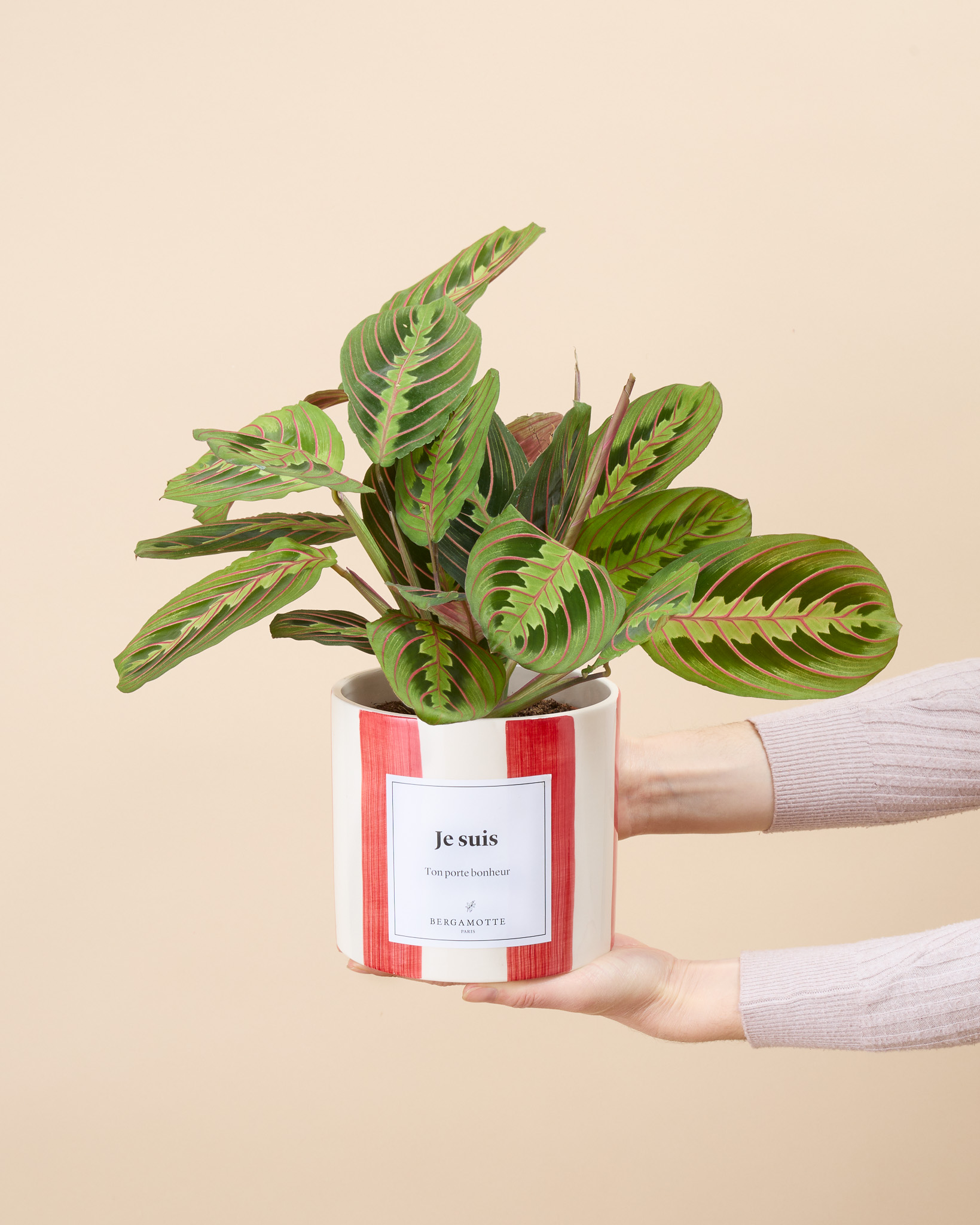 Notre Maranta Mathis