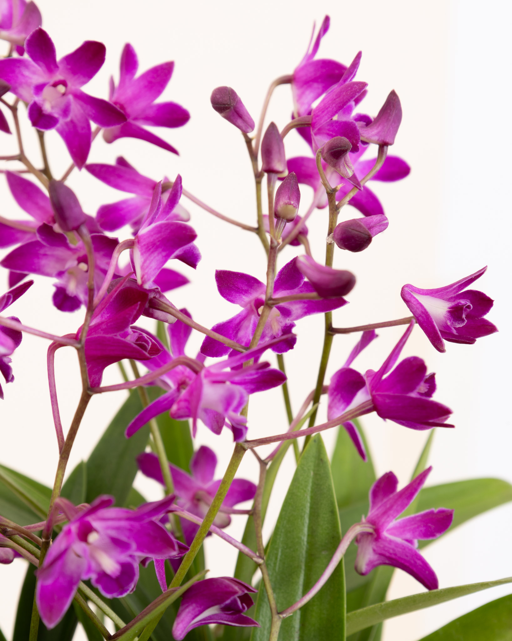 Zoom sur Orphée - Orchidée