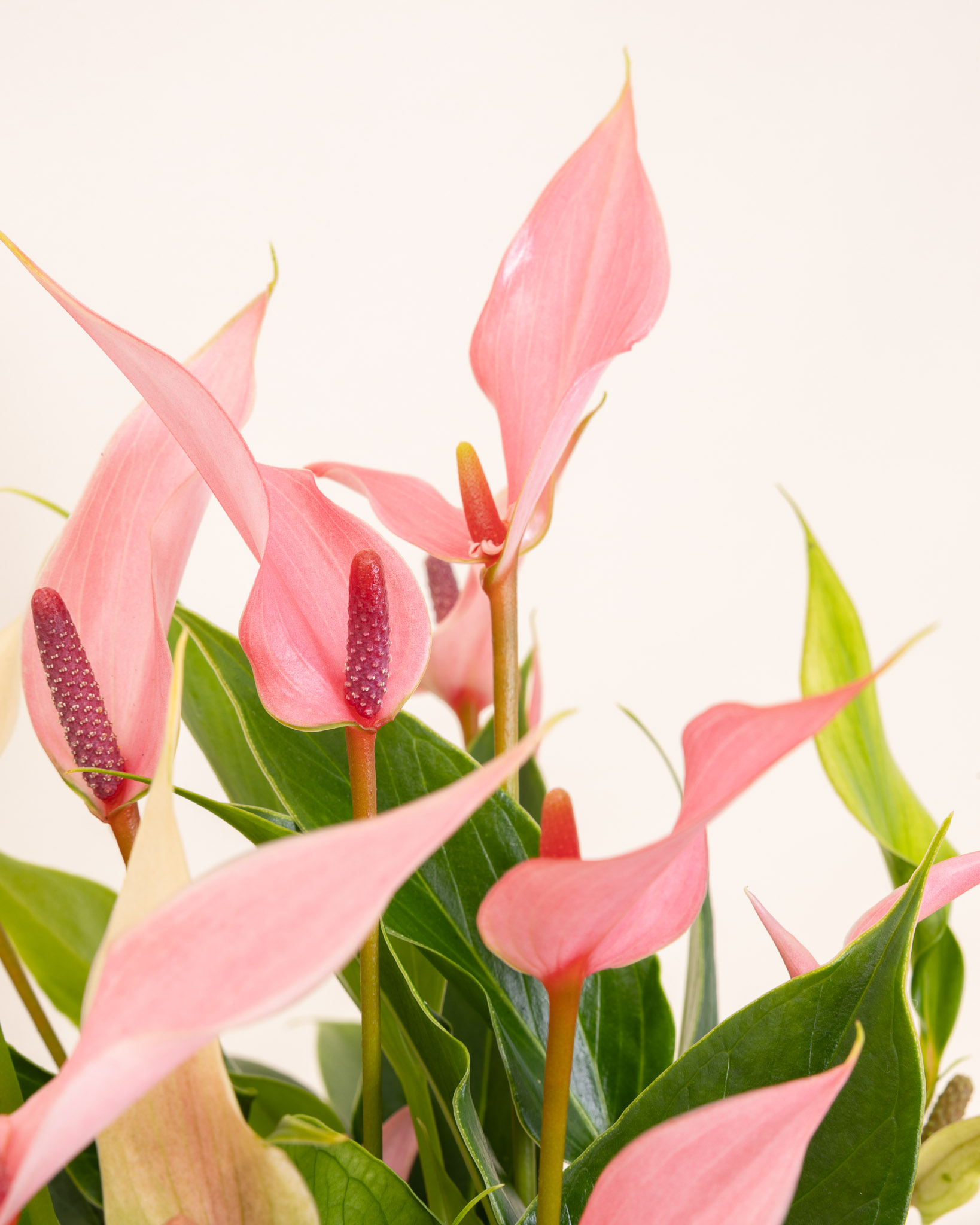 Zoom sur Alicia - Anthurium 