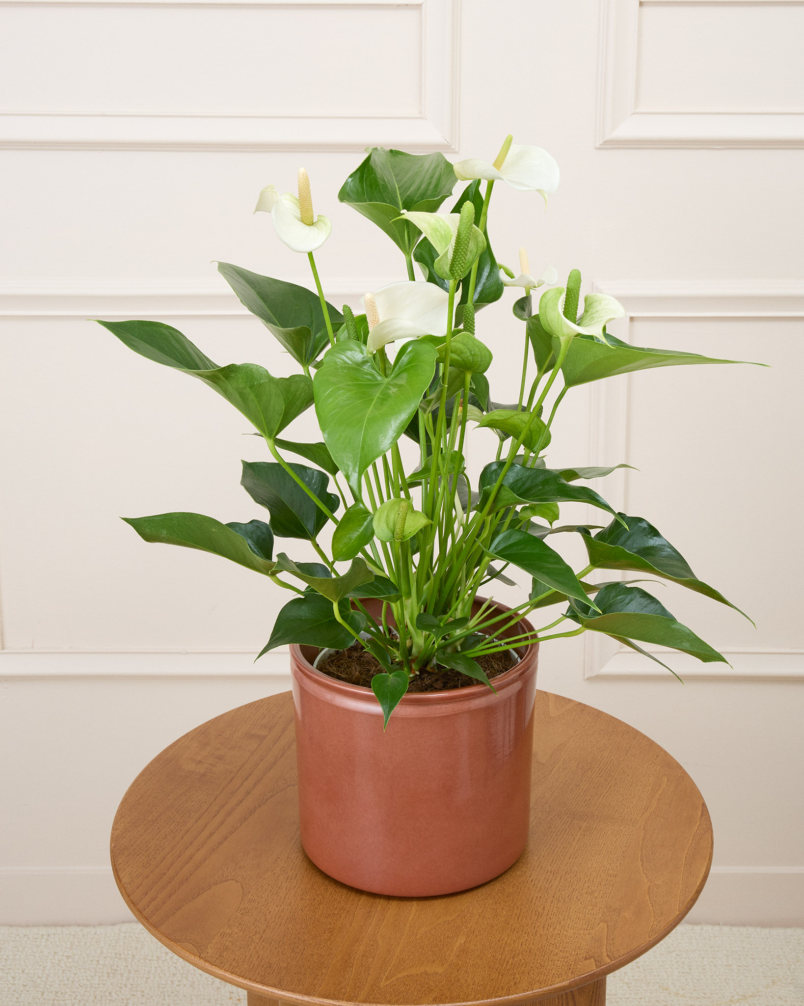 Anthurium Angèle