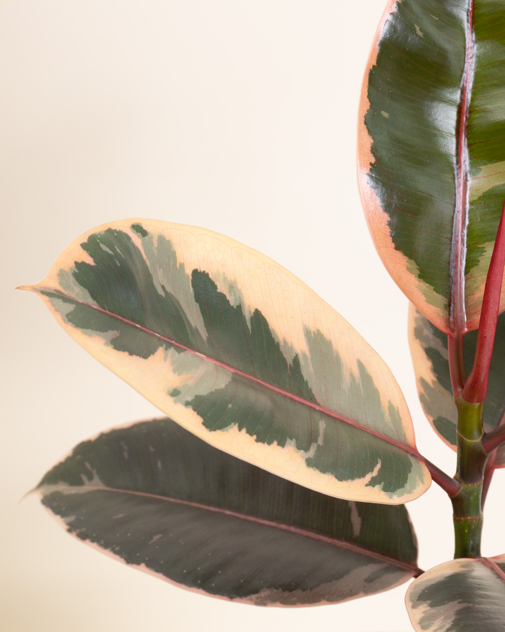 Zoom sur Philomène - Ficus Belize