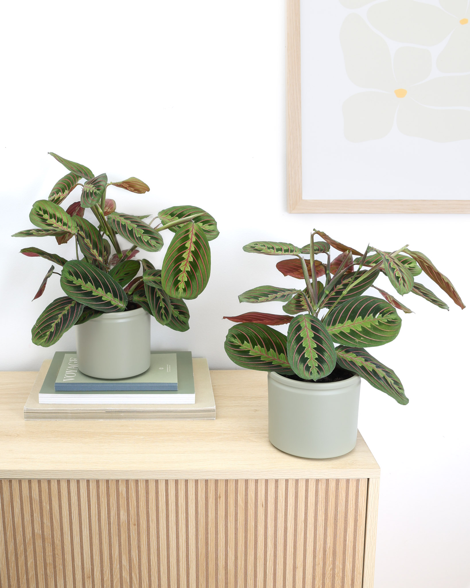 Mathis x 2 et ses pots en céramique verte - Maranta 