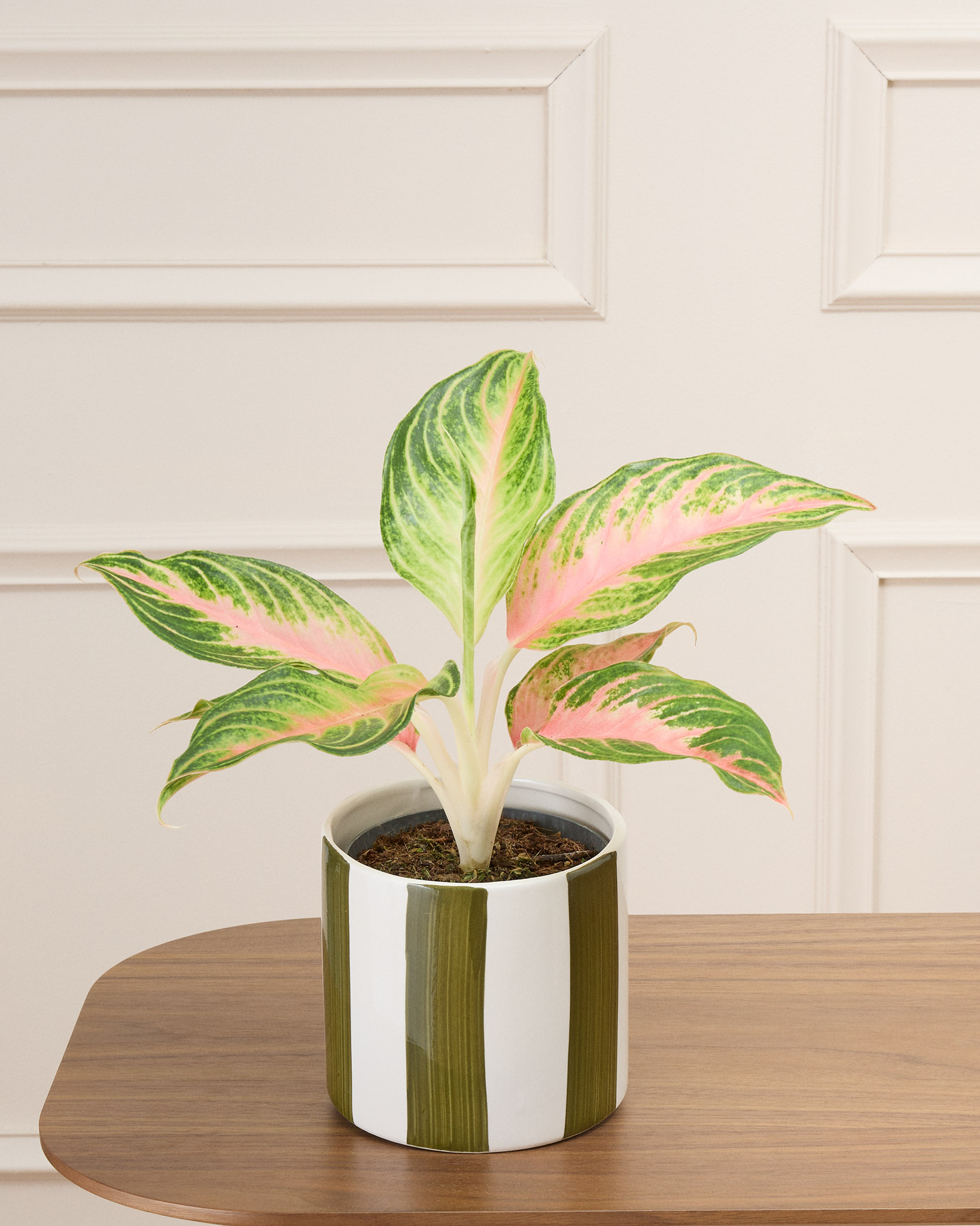 Aglaé et son cache-pot rayé kaki - Aglaonema