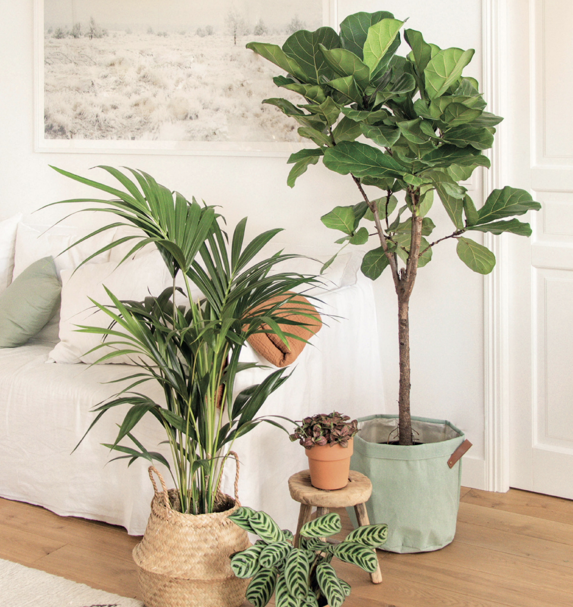 Adopter une plante verte originale, pour un intérieur pas comme les autres 