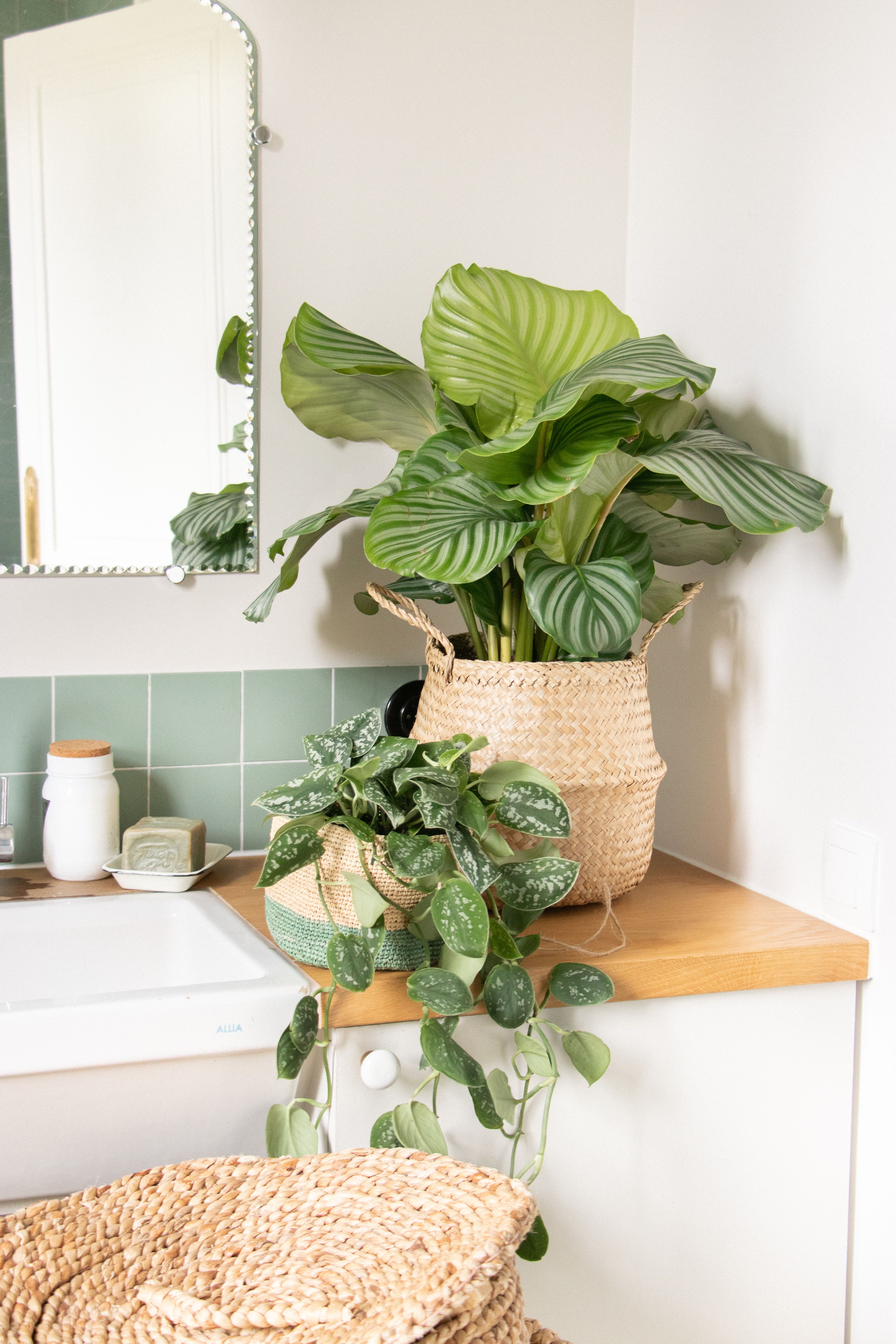 Die besten Pflanzen für dein Badezimmer | Bergamotte