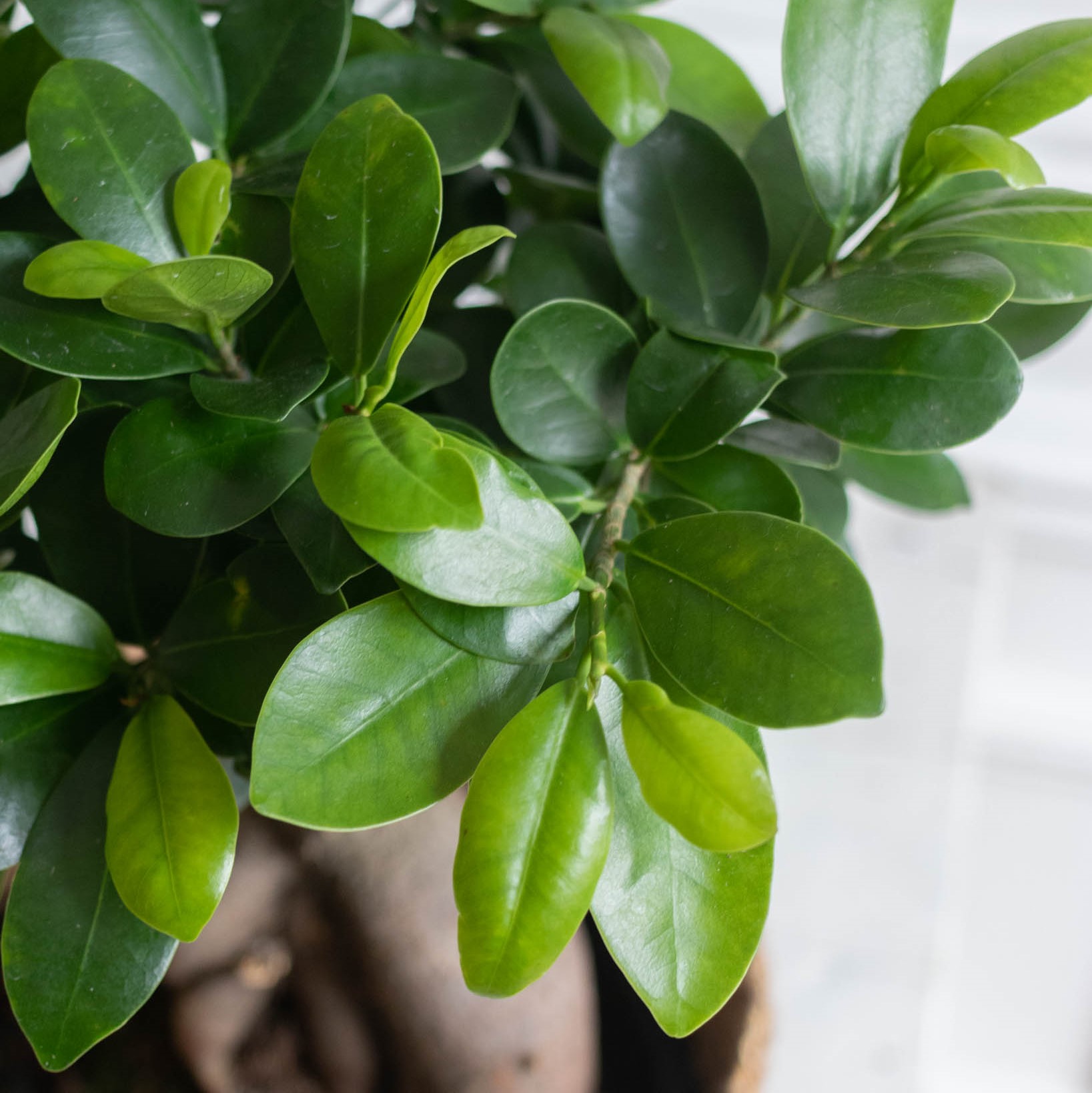 Votre fleuriste en ligne Bergamotte,  certifié B Corp et fier de l’être