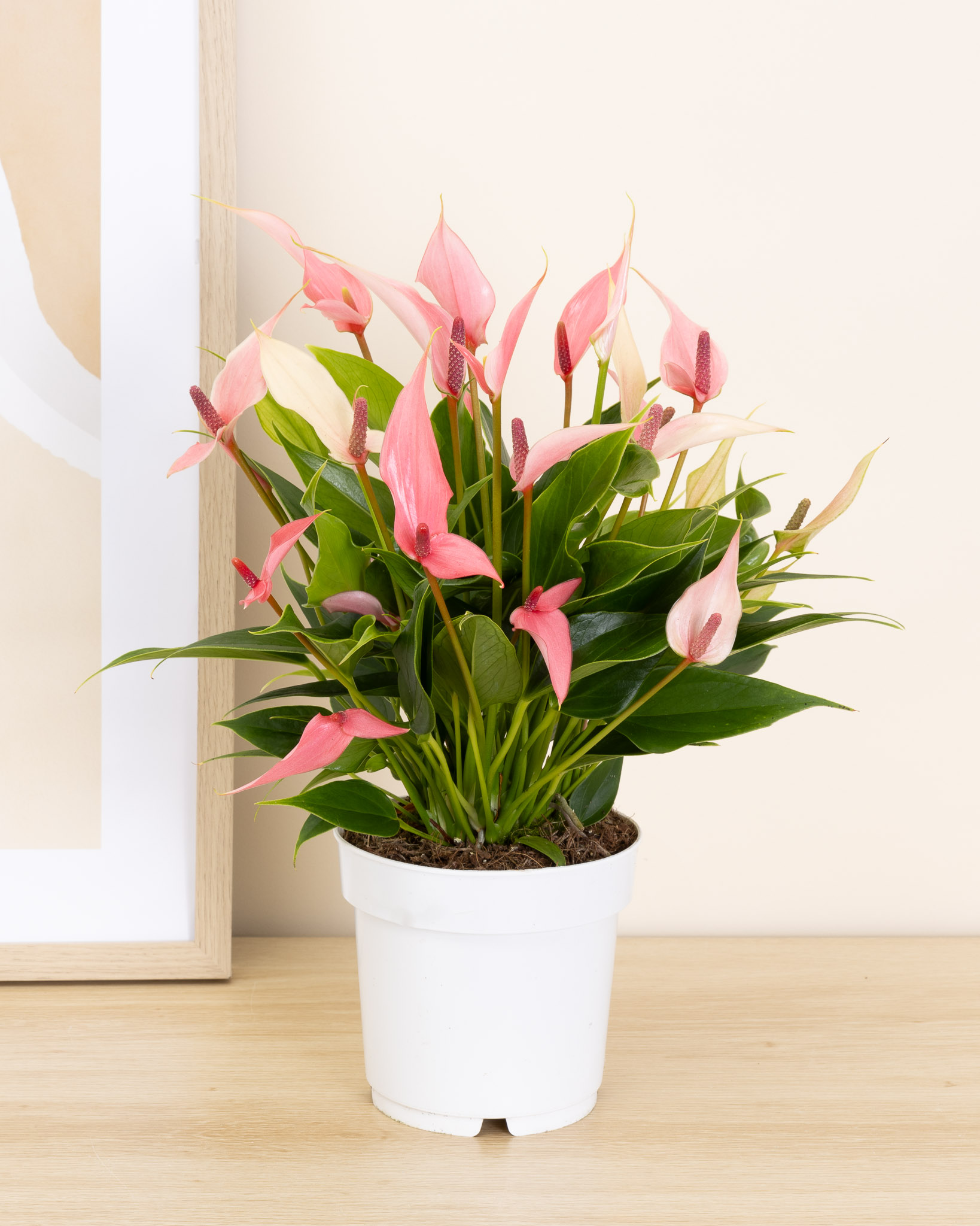 Alicia sans cache-pot - Anthurium 