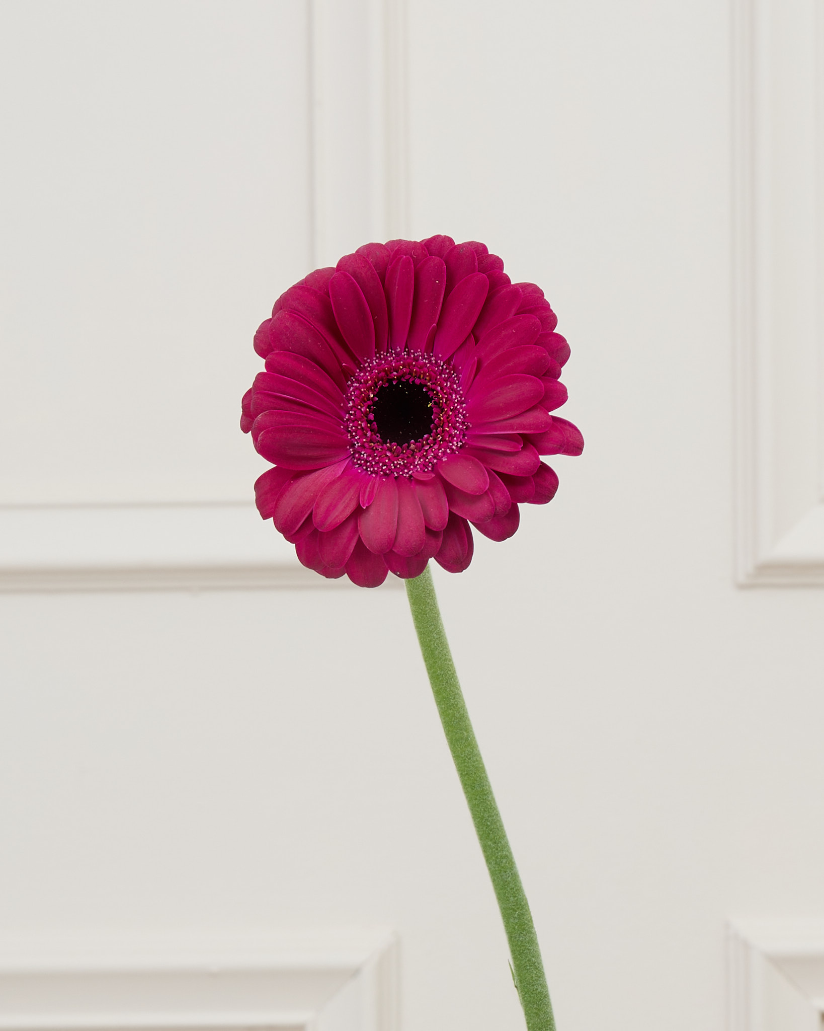 Gerbera