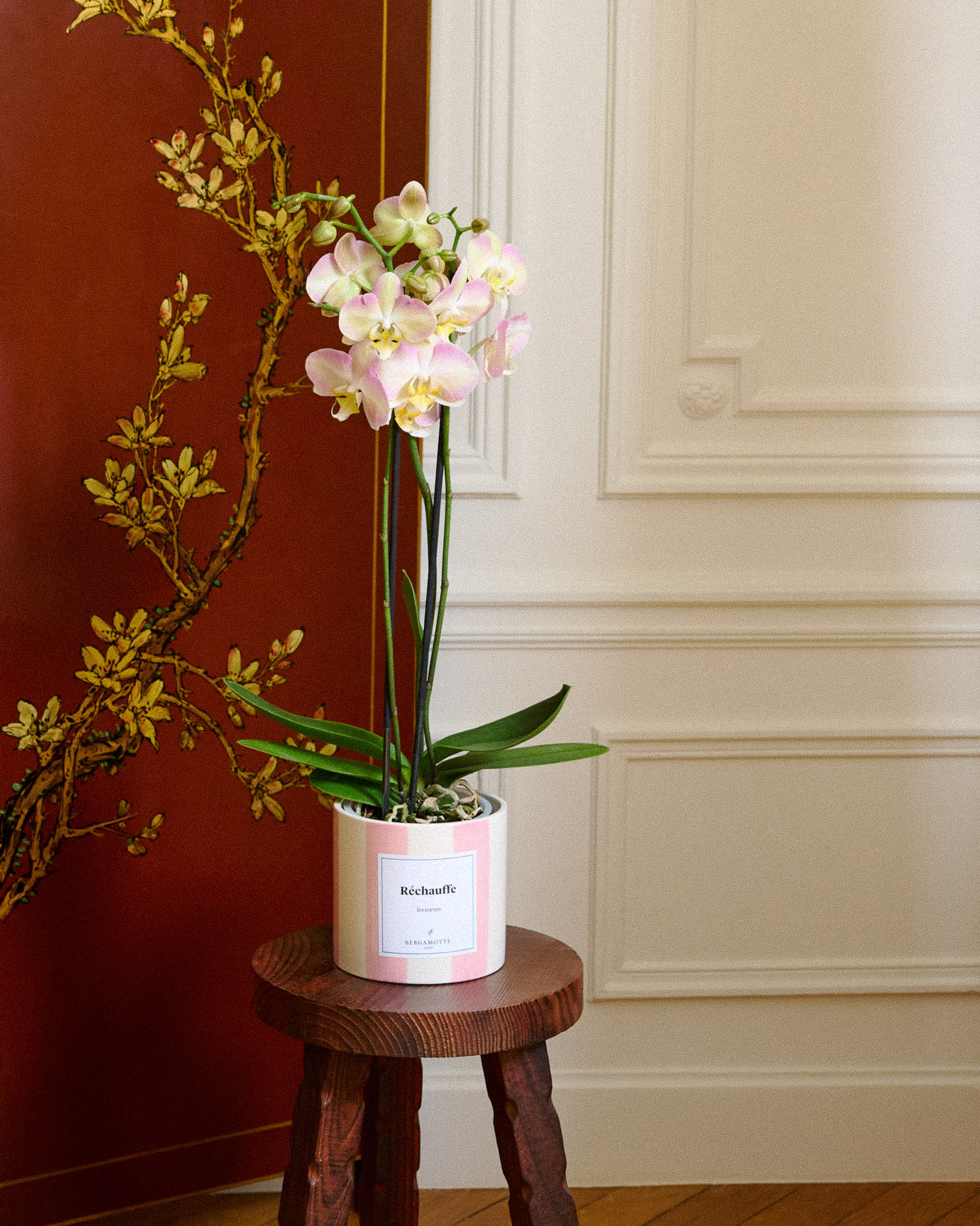 orchidée