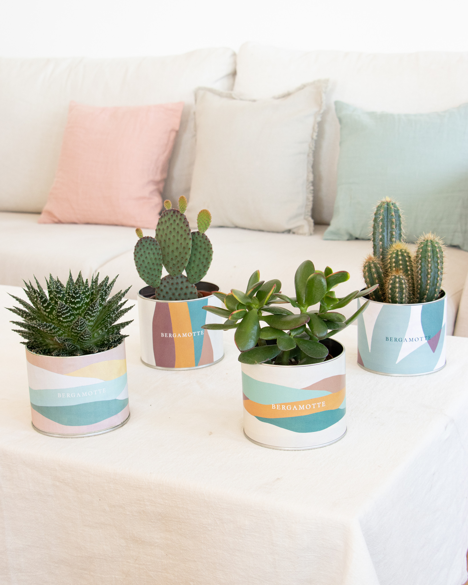 Petites plantes grasses et cactus