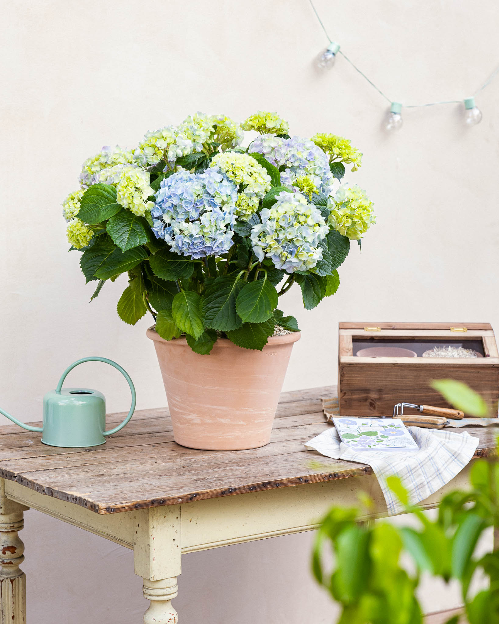 hortensia en pot