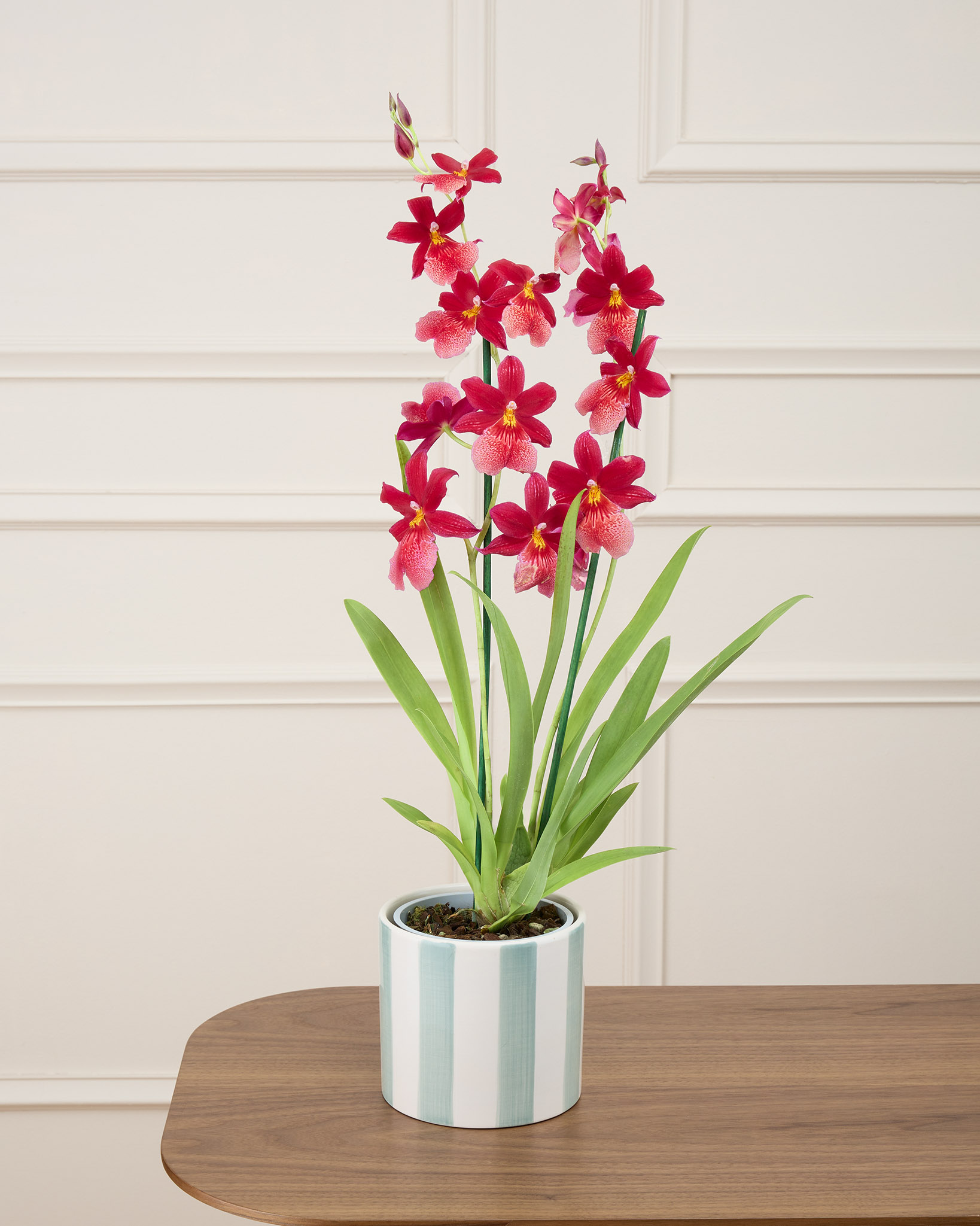 Aude et son cache-pot rayé vert - Orchidée