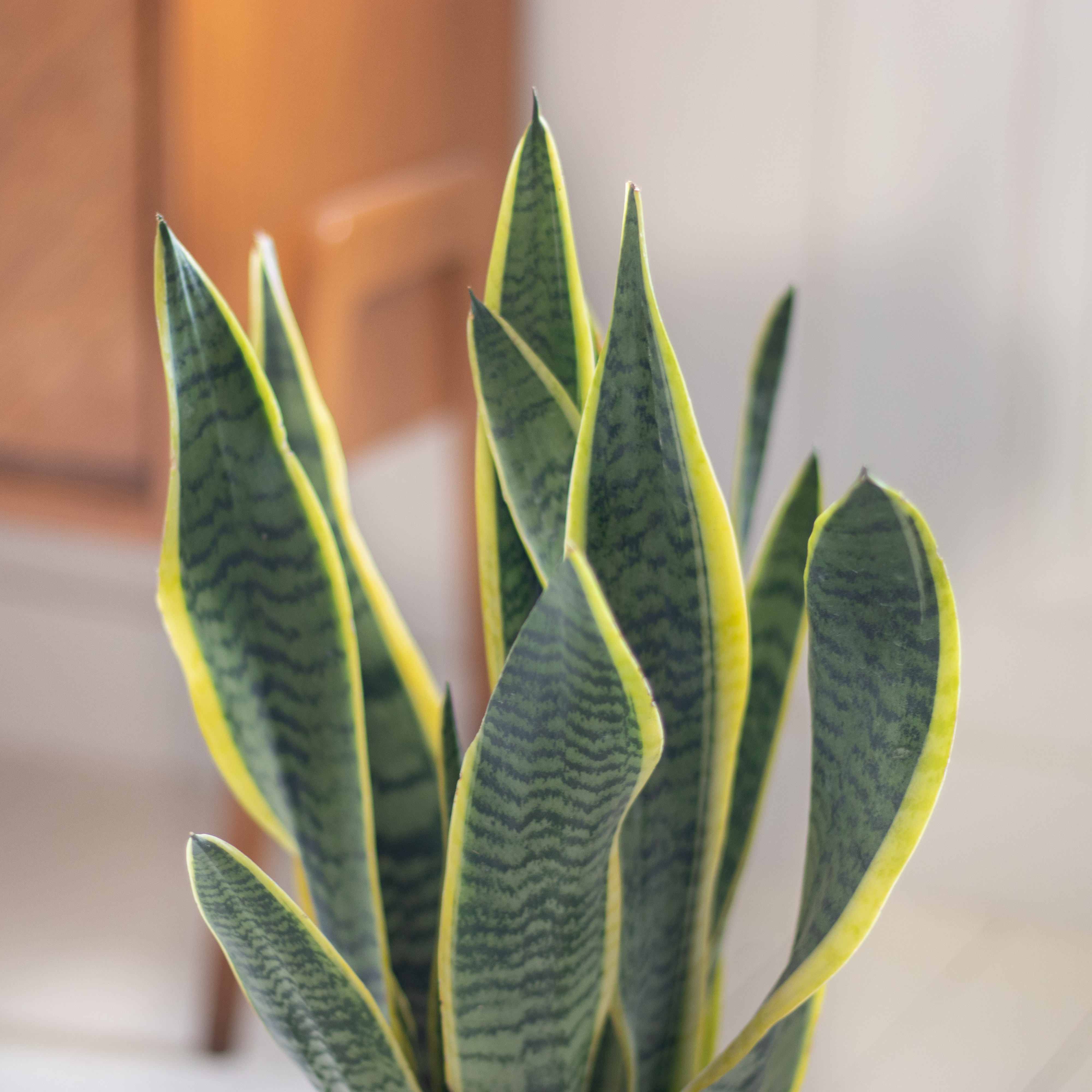 Sanseviera : nos astuces d