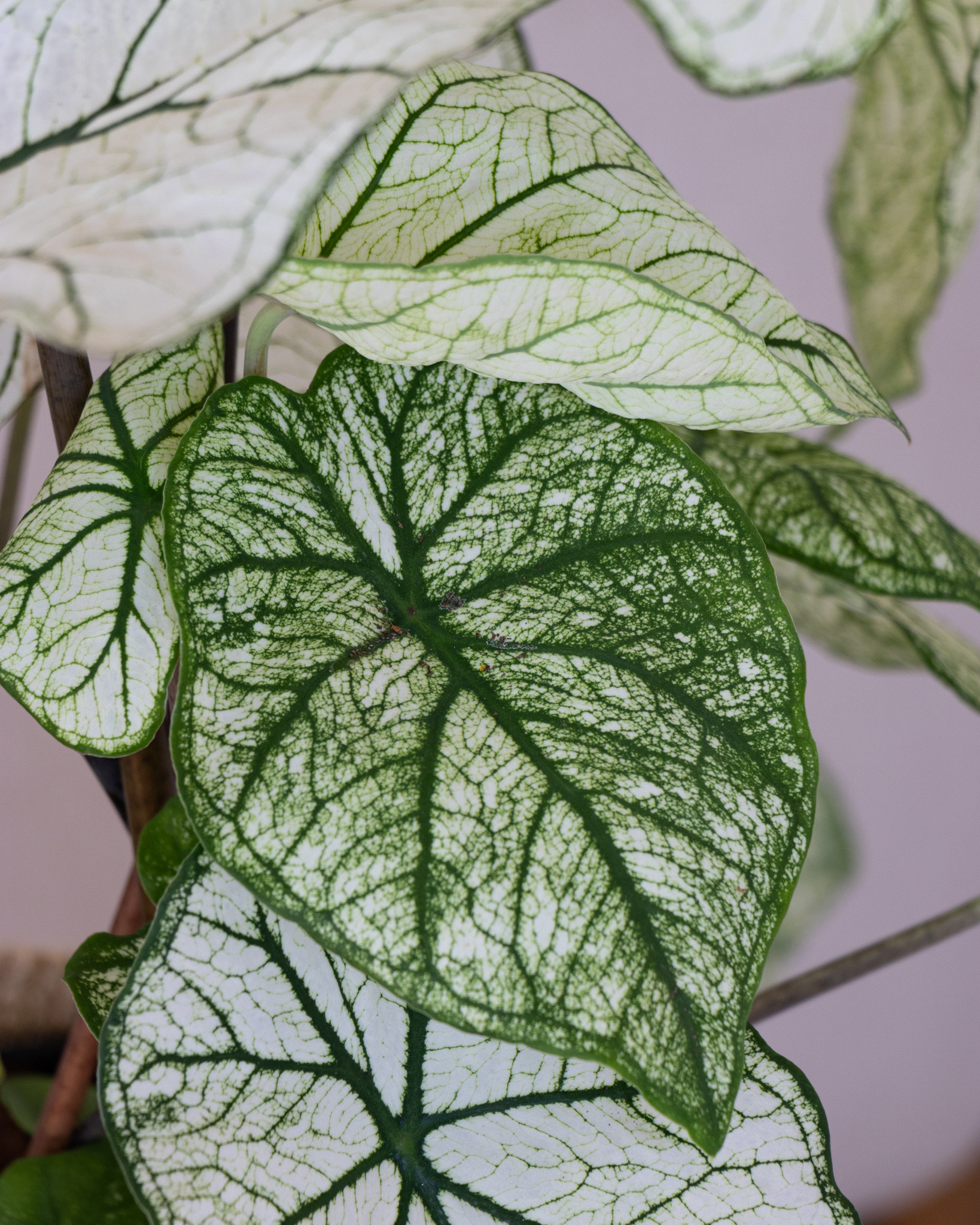 plante-caladium