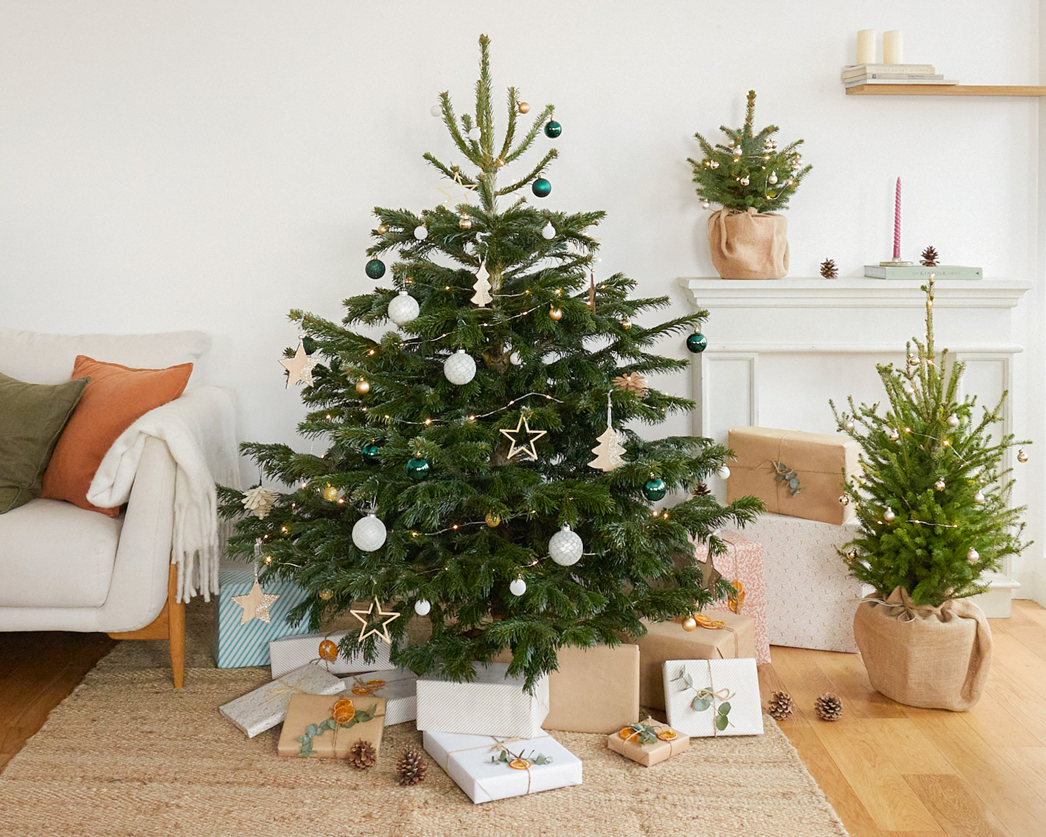 Le sapin de Nordmann naturel notre traditionnel sapin de Noël français.