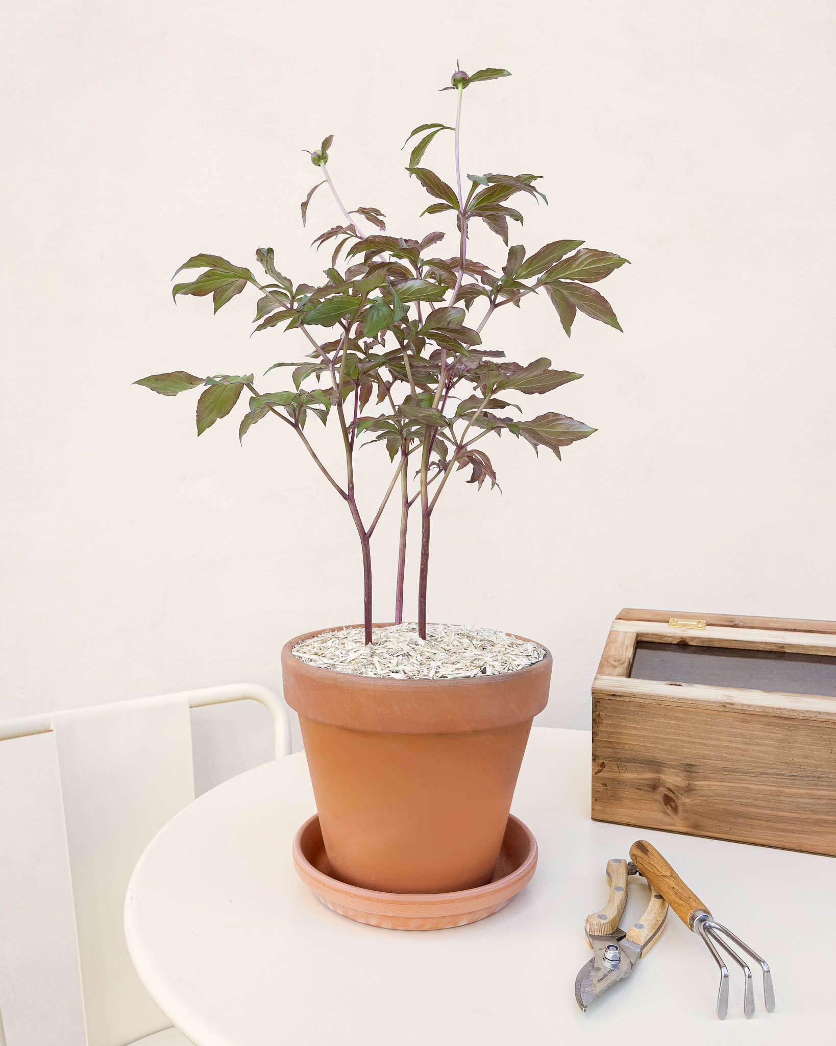 pivoine en pot