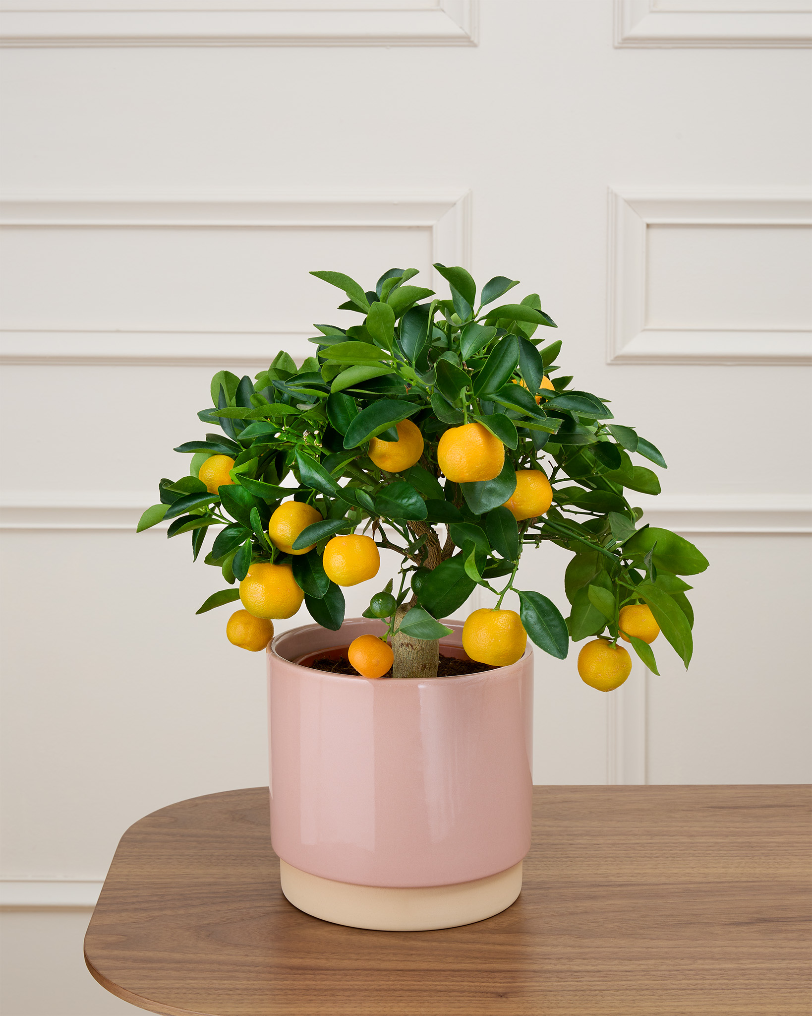 Carlos et son cache-pot rose - Calamondin