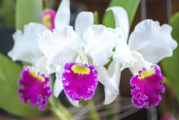 orchidée Cattleya