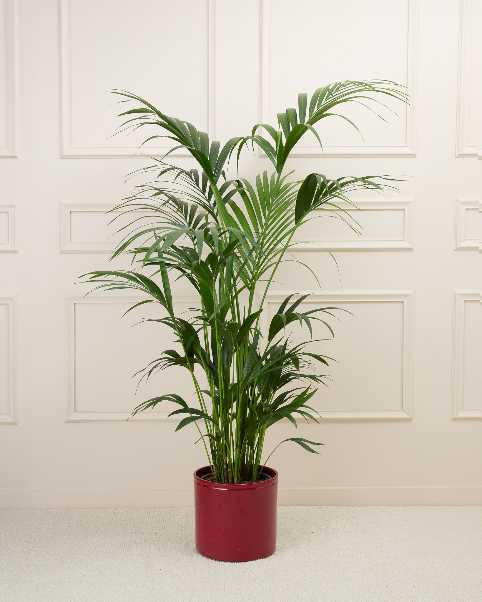 Marius et son cache-pot en céramique - Kentia 