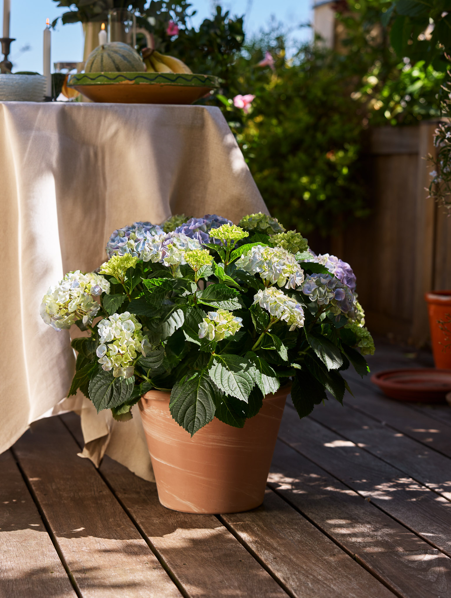 Hortensia Eléonore