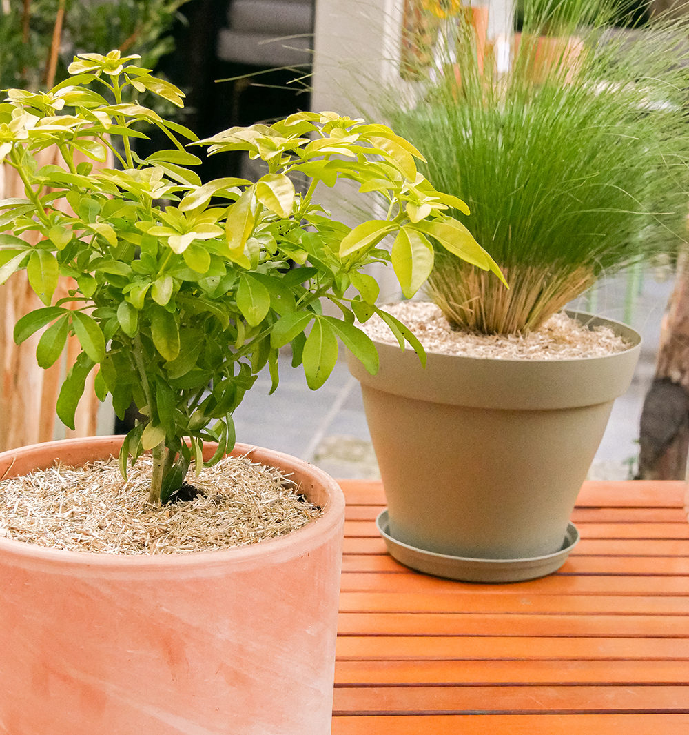 Tout savoir sur le paillage