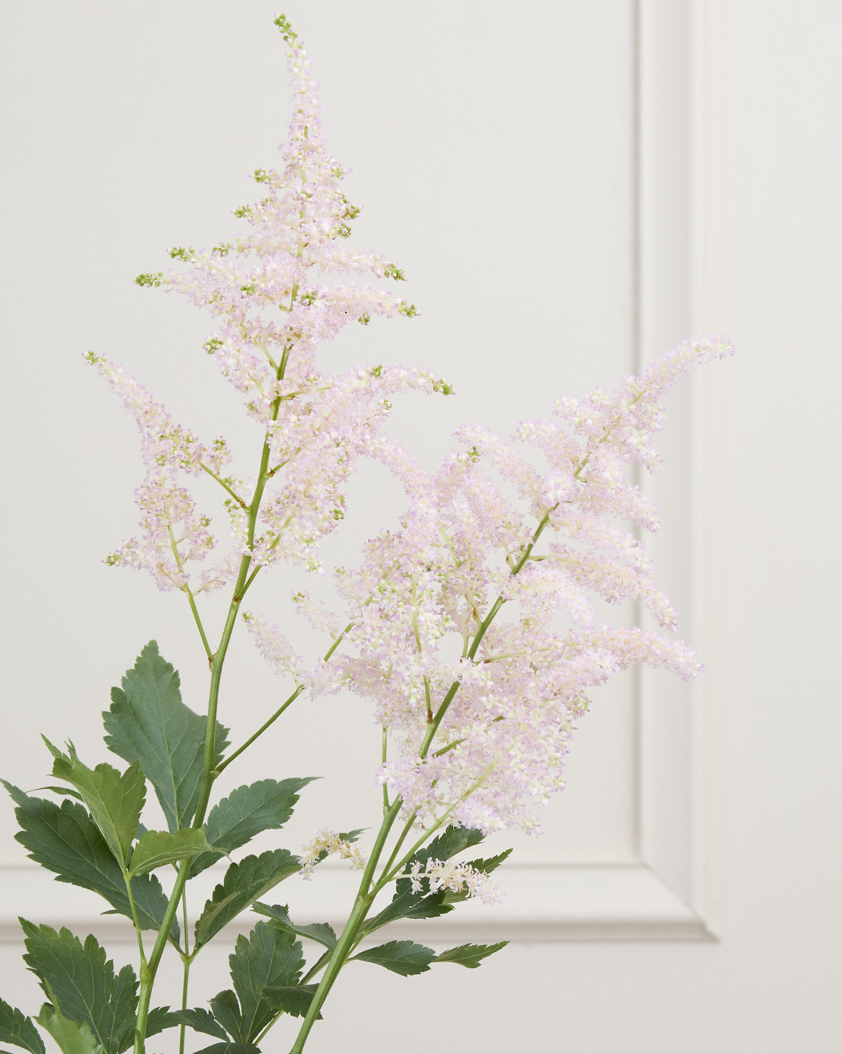 Astilbe