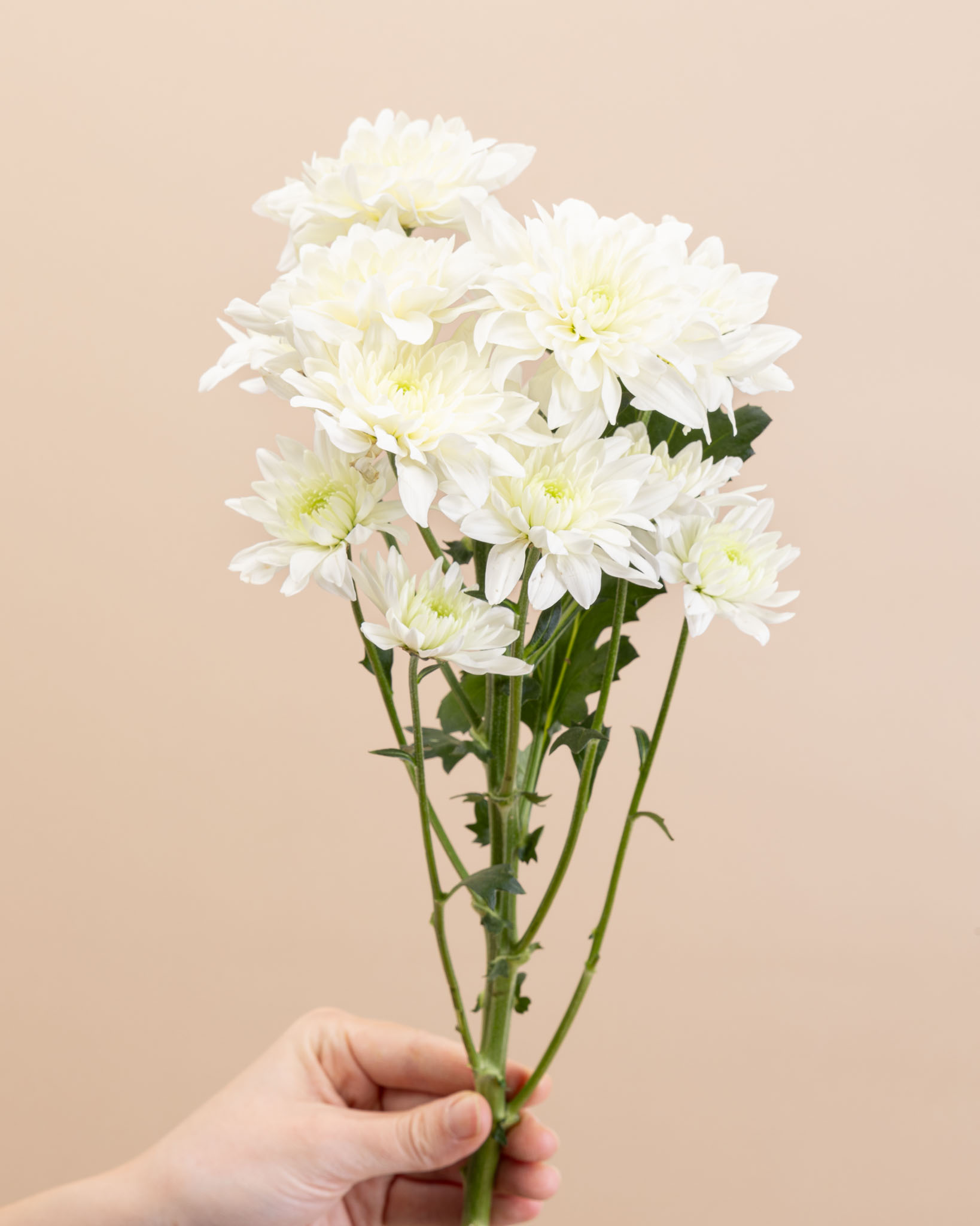 Chrysantheme Blanc