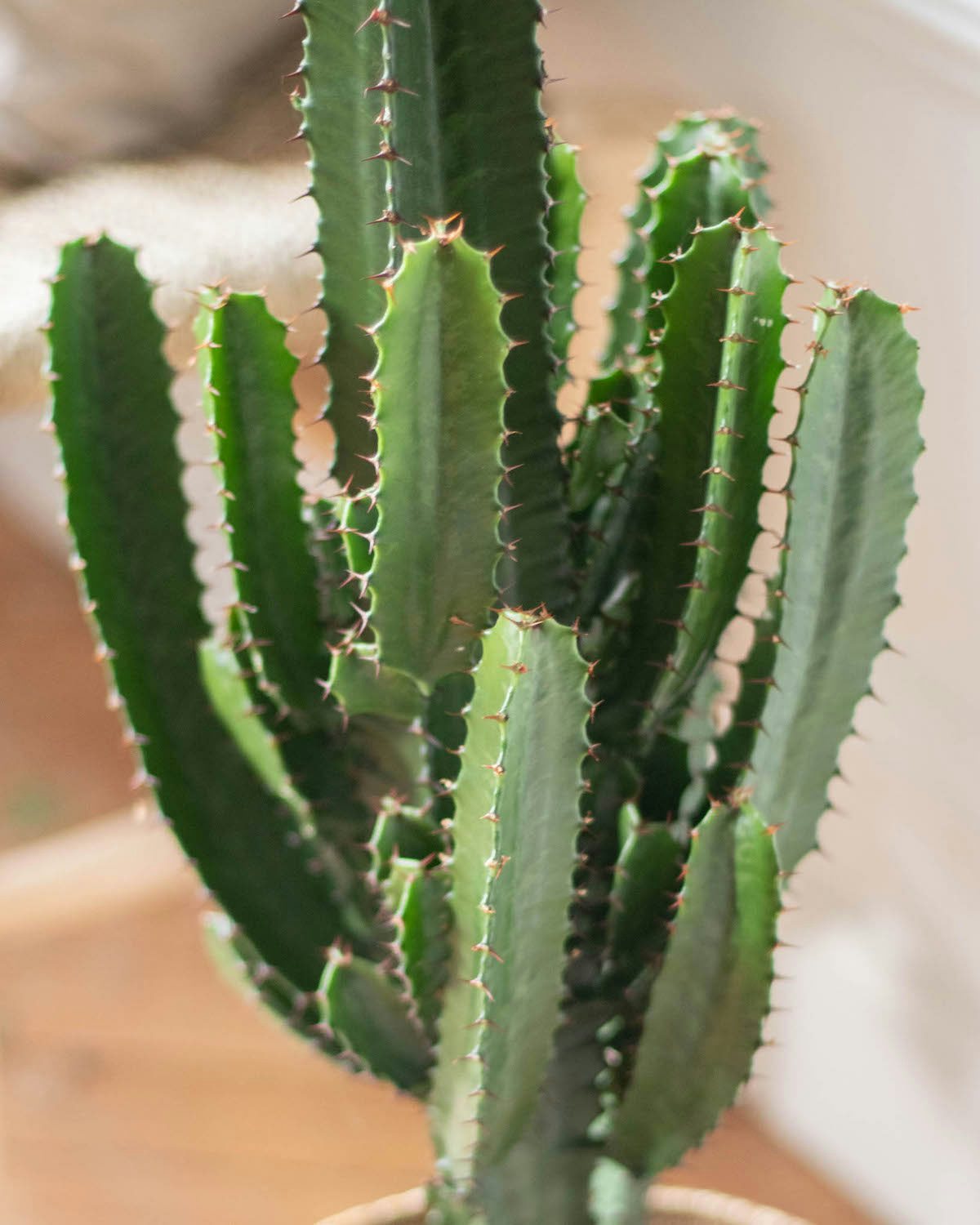 Nahaufnahme unserer Euphorbia acrurensis “Pablo"