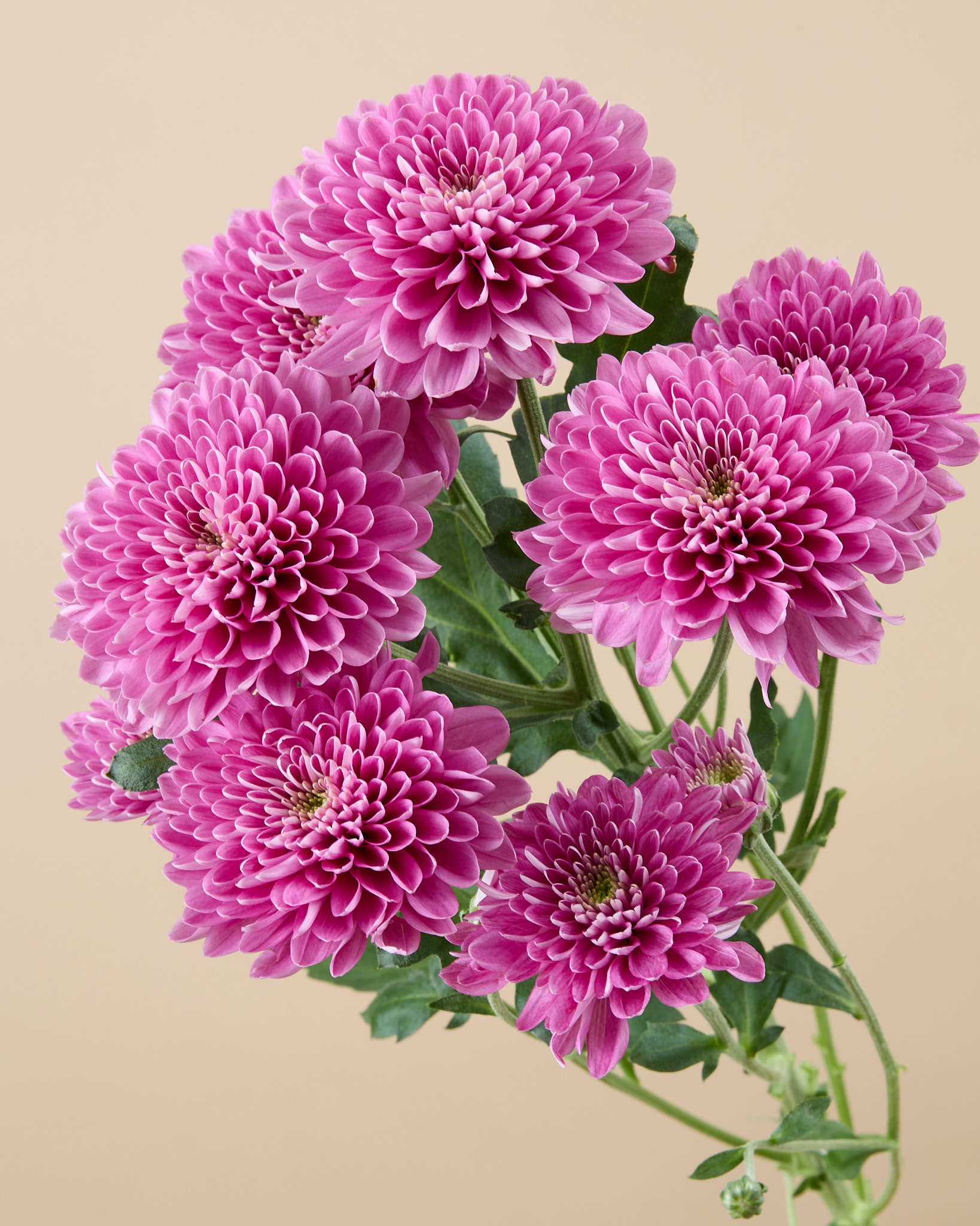 Chrysanthème branchu rose