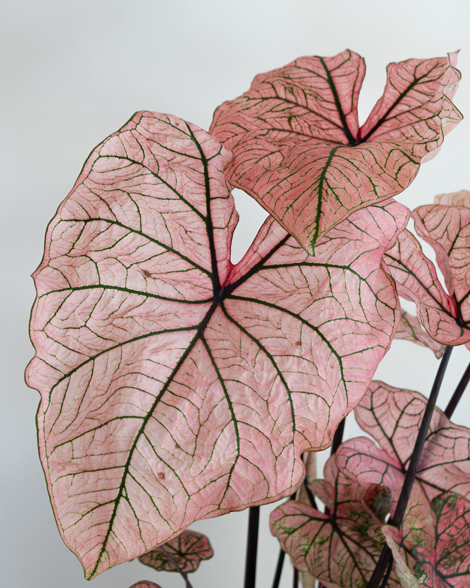 arrosage-caladium