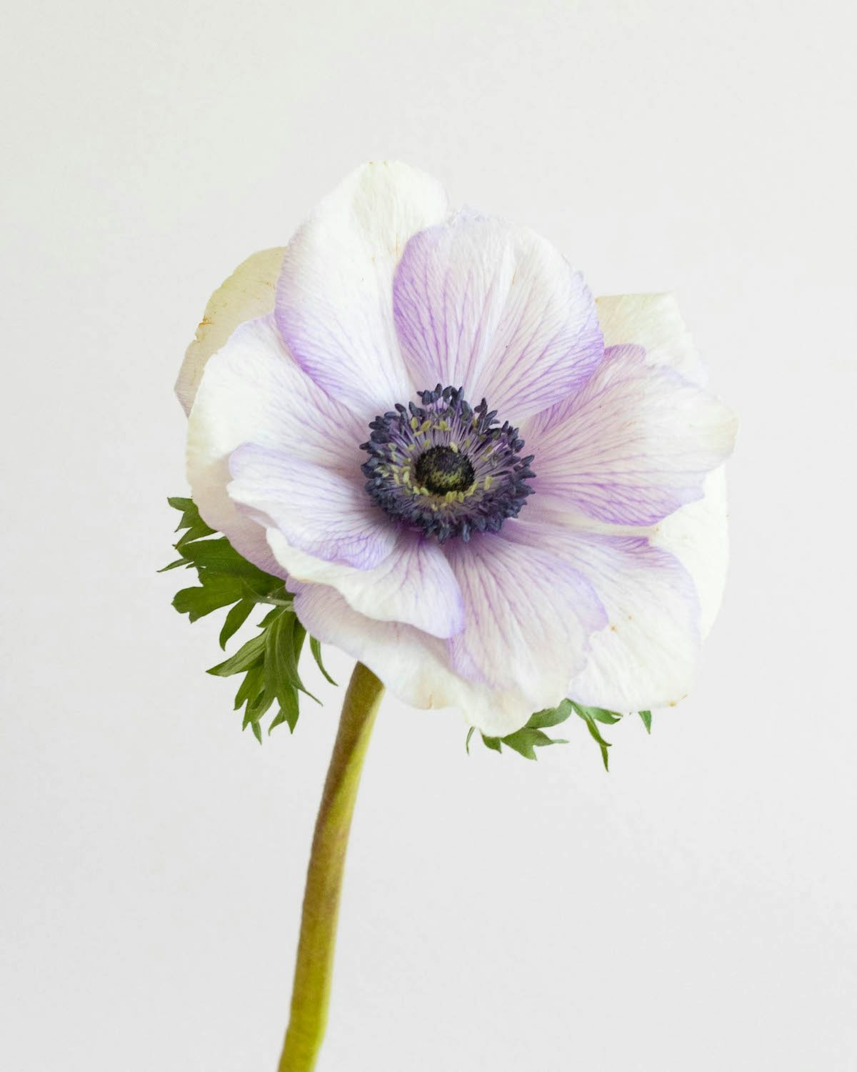 signification-fleur-violette