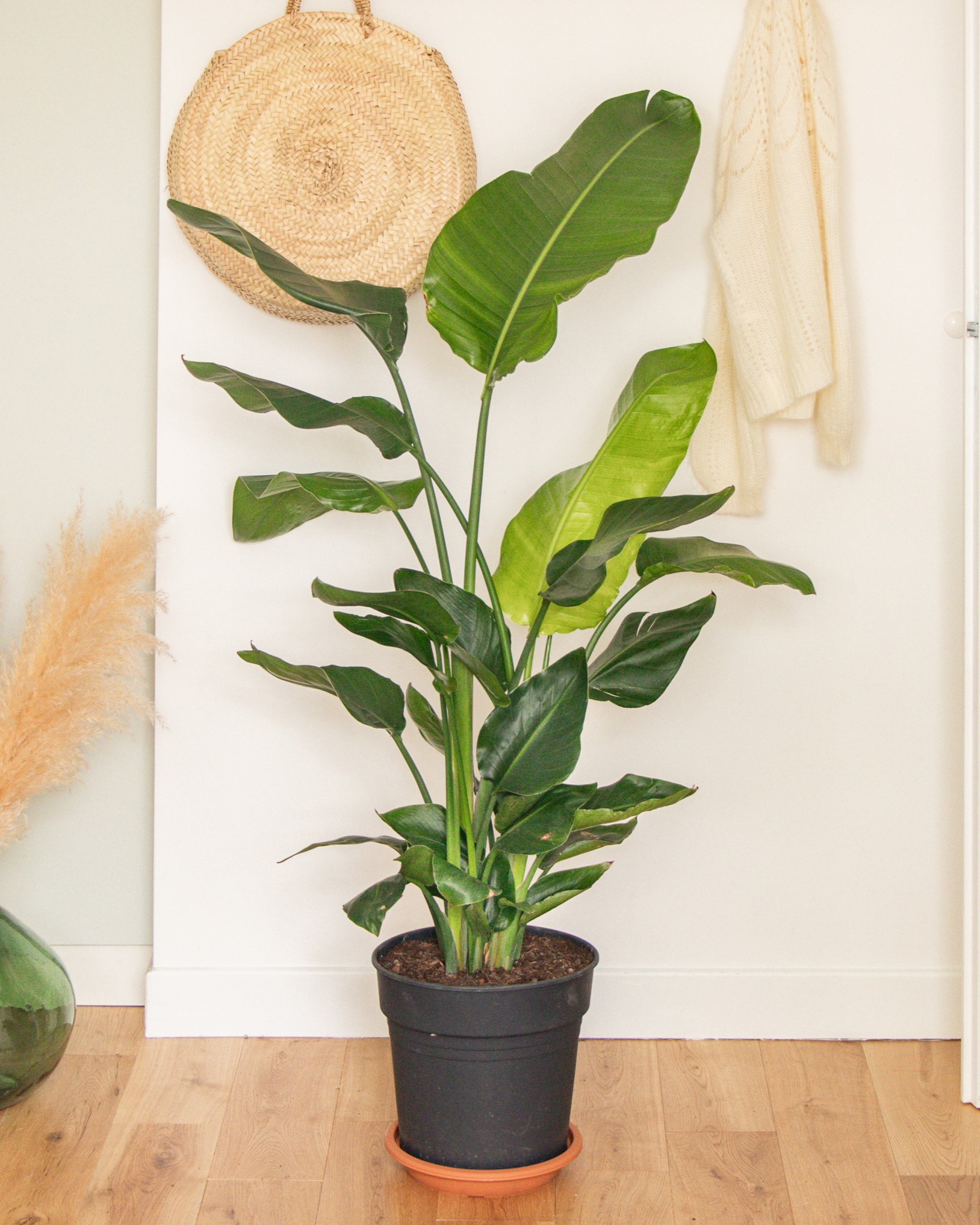 Stanislas M et sa soucoupe - Strelitzia nicolai