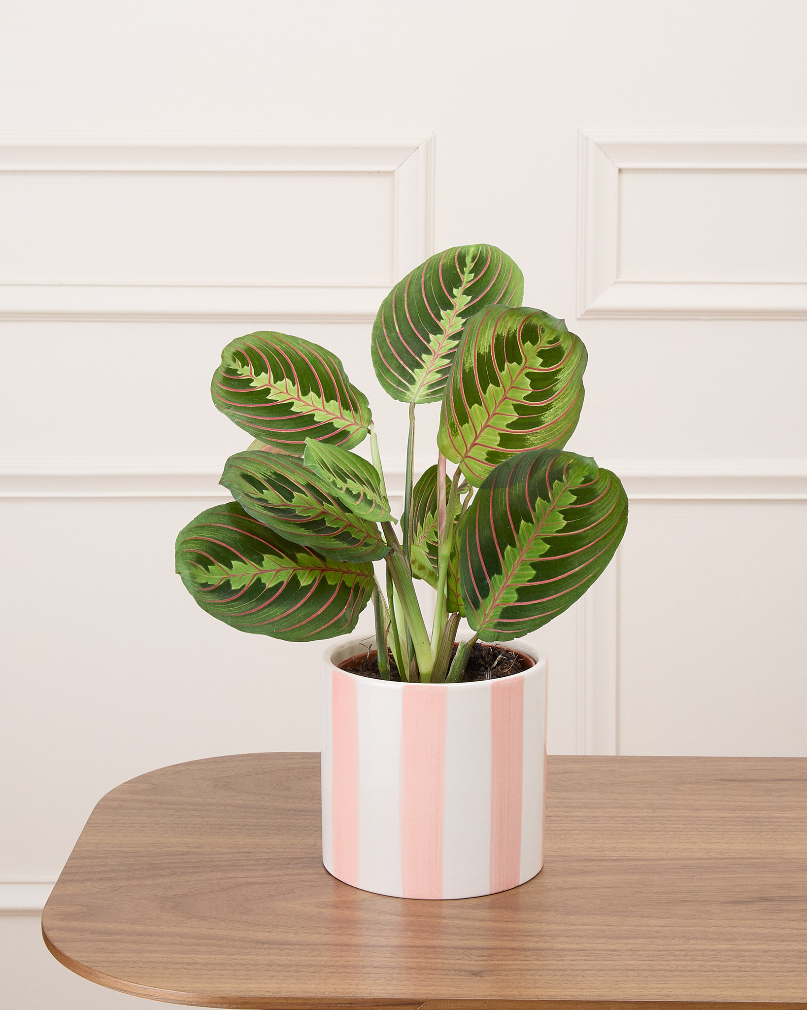 Mathis et son cache-pot rayé rose - Maranta 