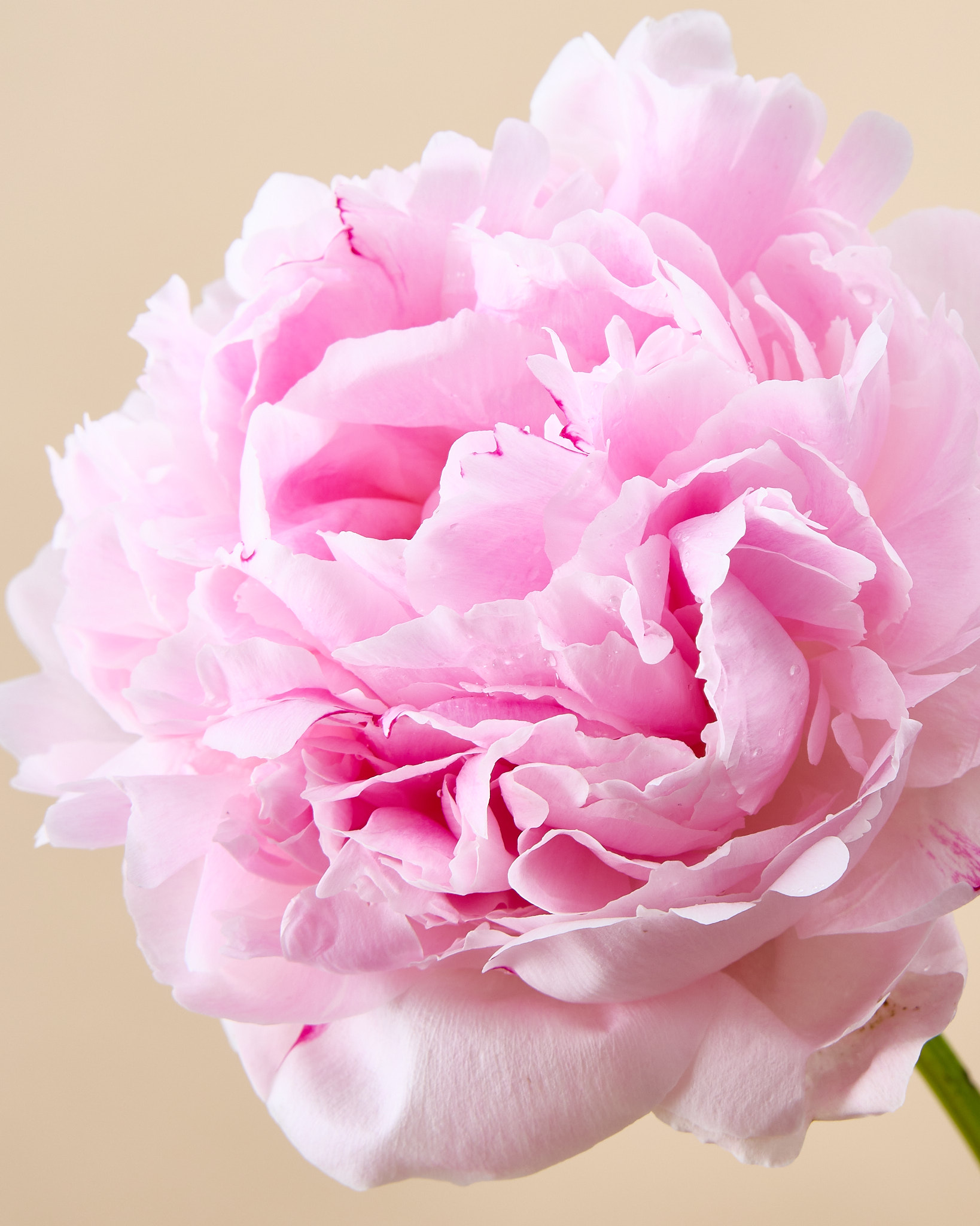 Pivoine rose