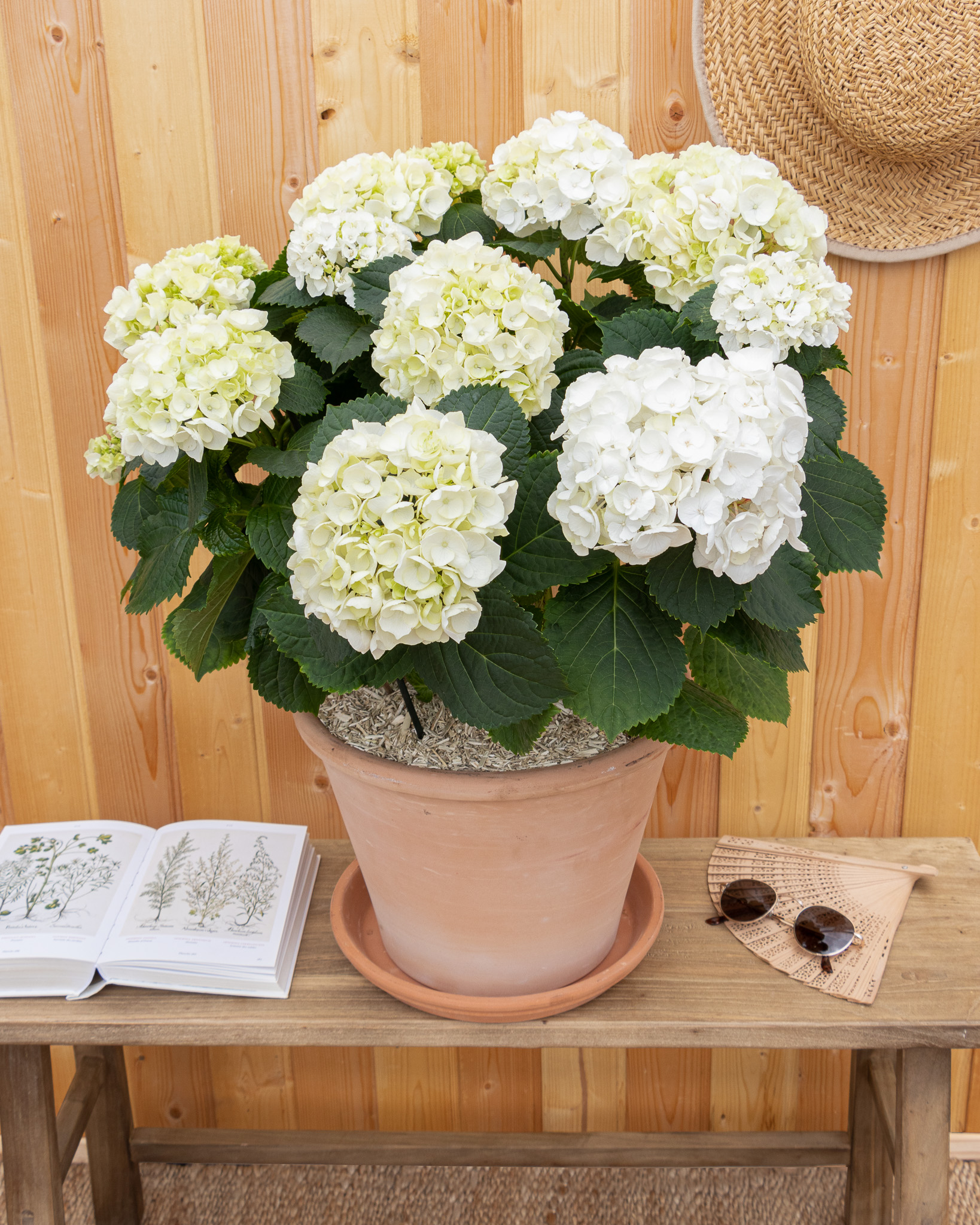 hortensia blanc