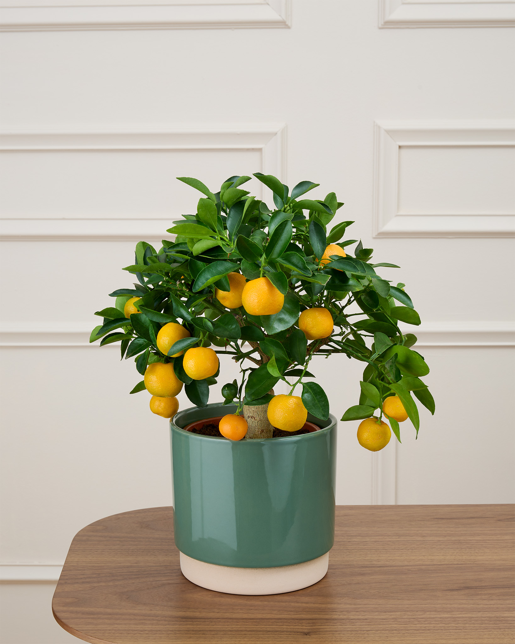 Carlos et son cache-pot vert - Calamondin
