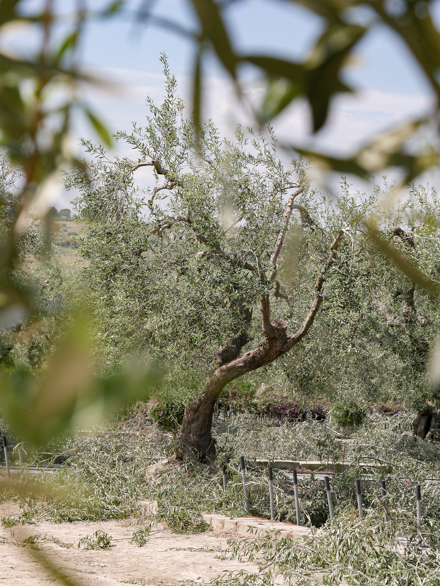ou-planter-un-olivier