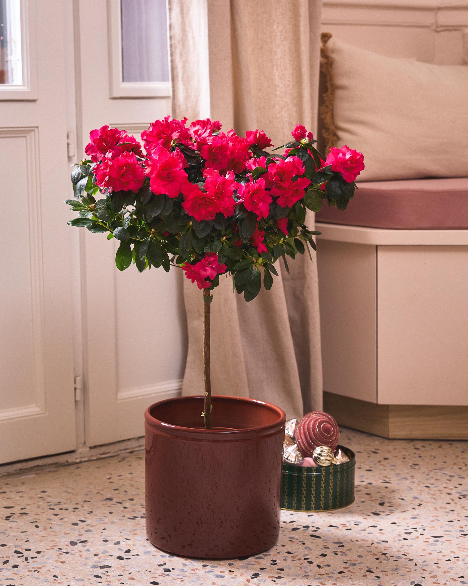 Plante de Noël : Nos 3 Incontournables pour les fêtes !