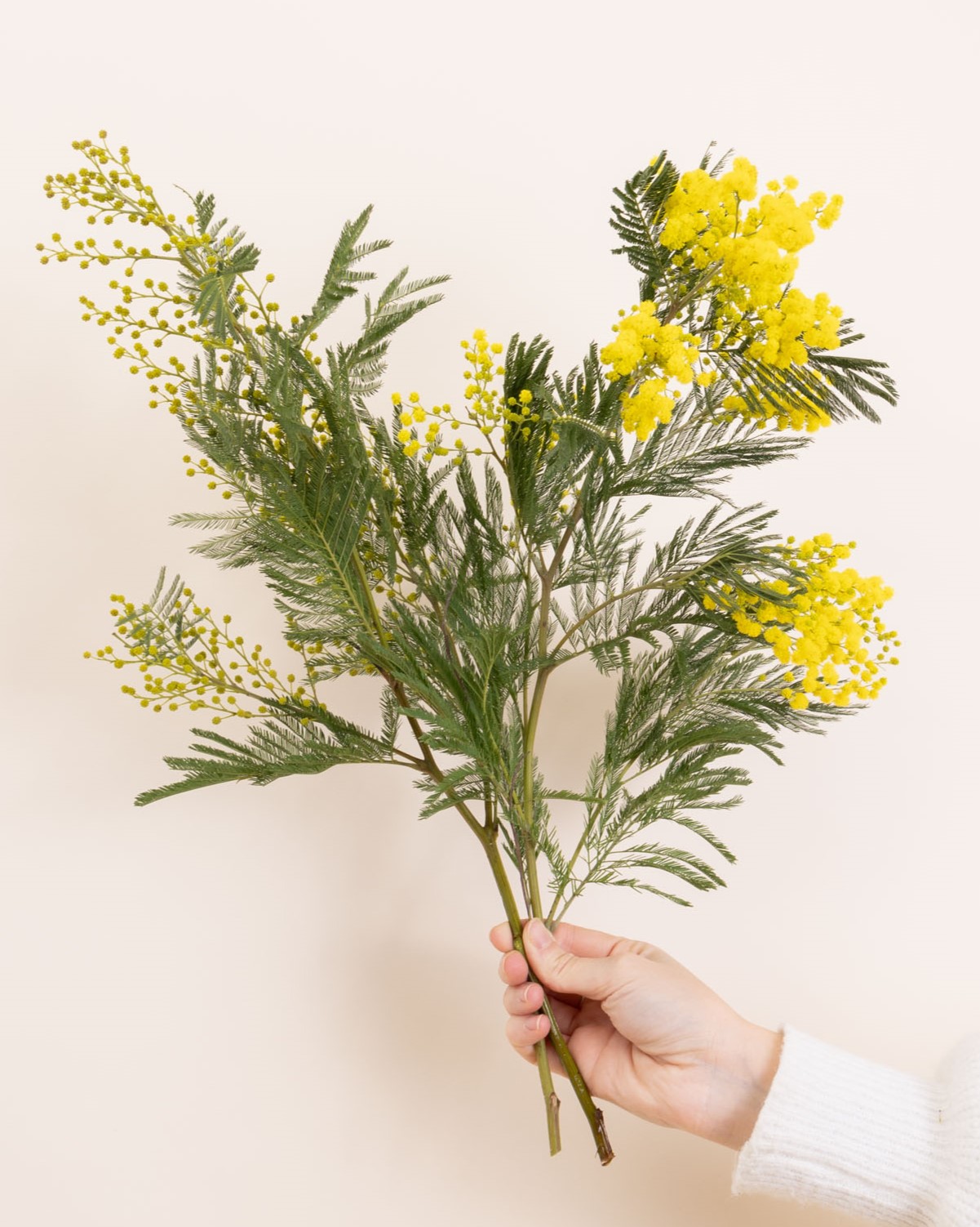 Mimosa fermé & mimosa ouvert