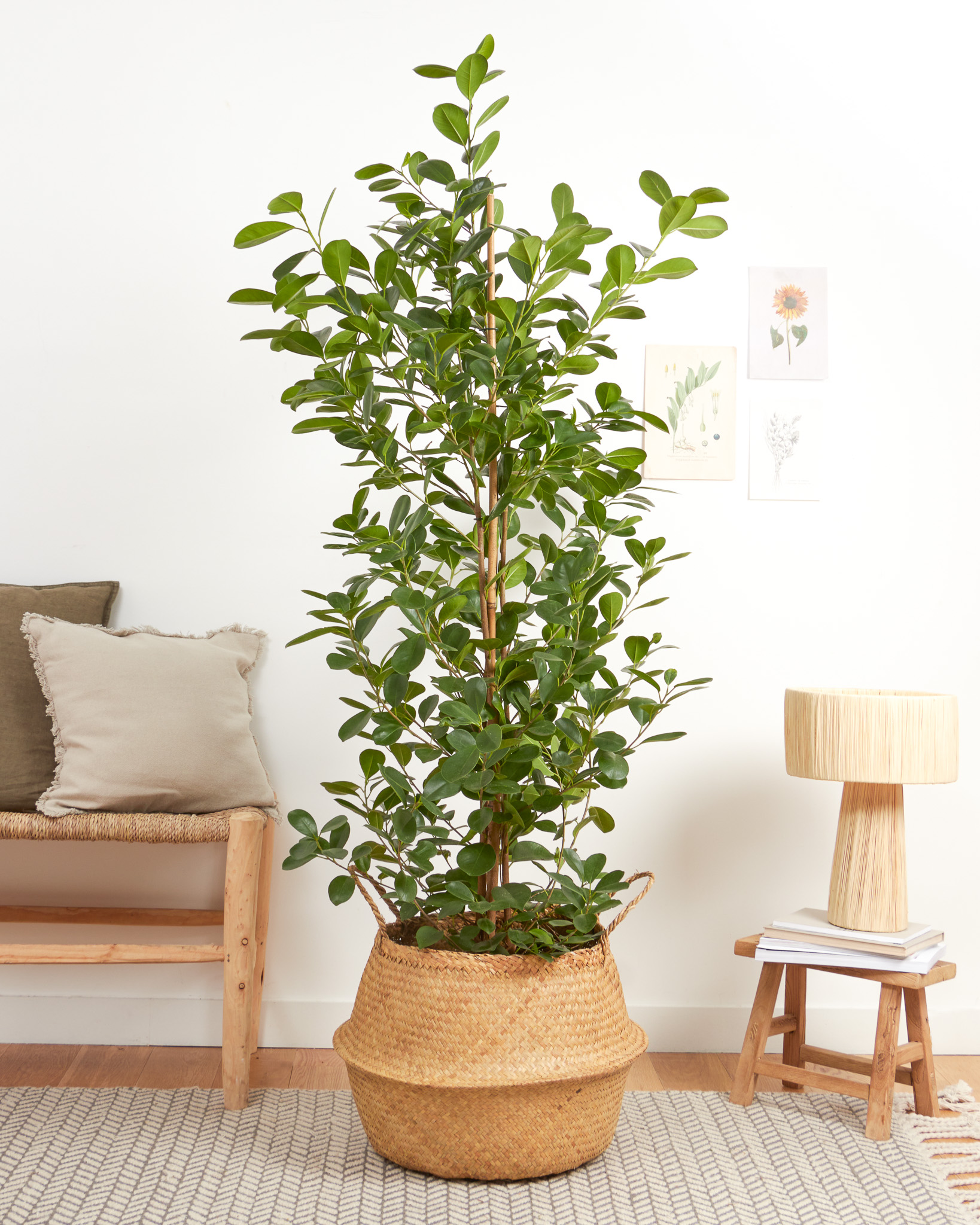 Ficus moclame 