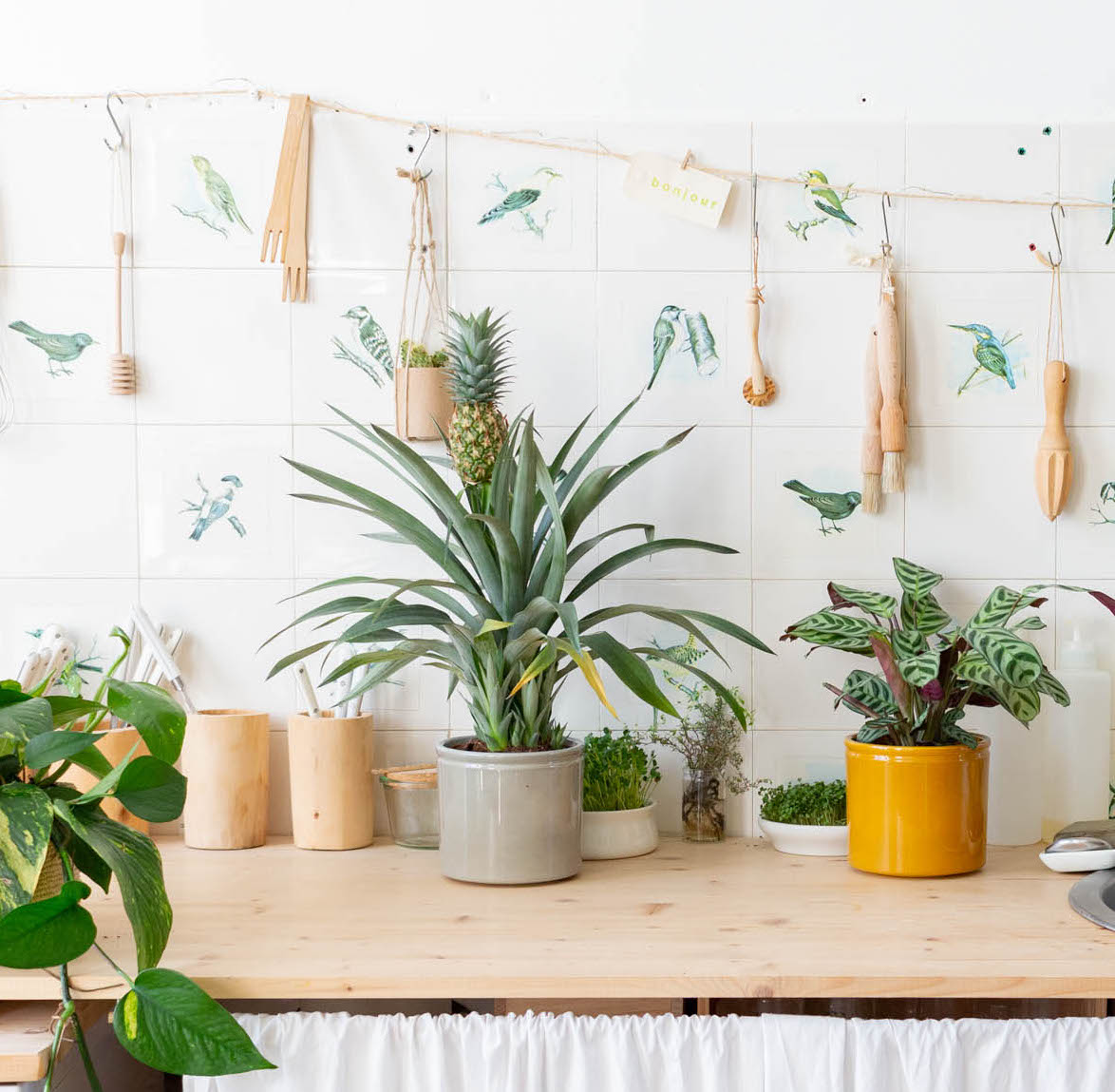 Ananas comosus : nos astuces d